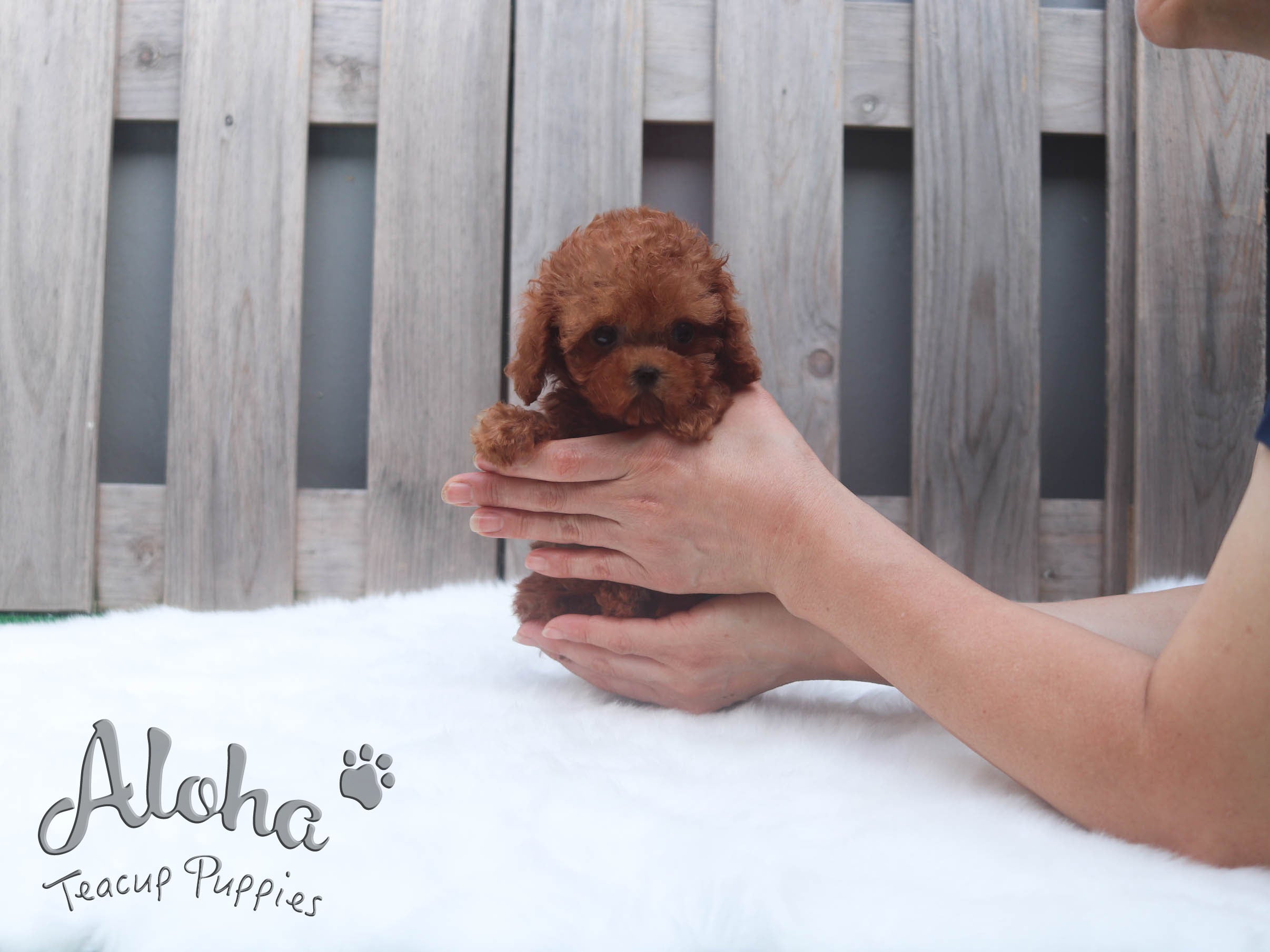 Sold to Vihita, JERRY [TEACUP POODLE]