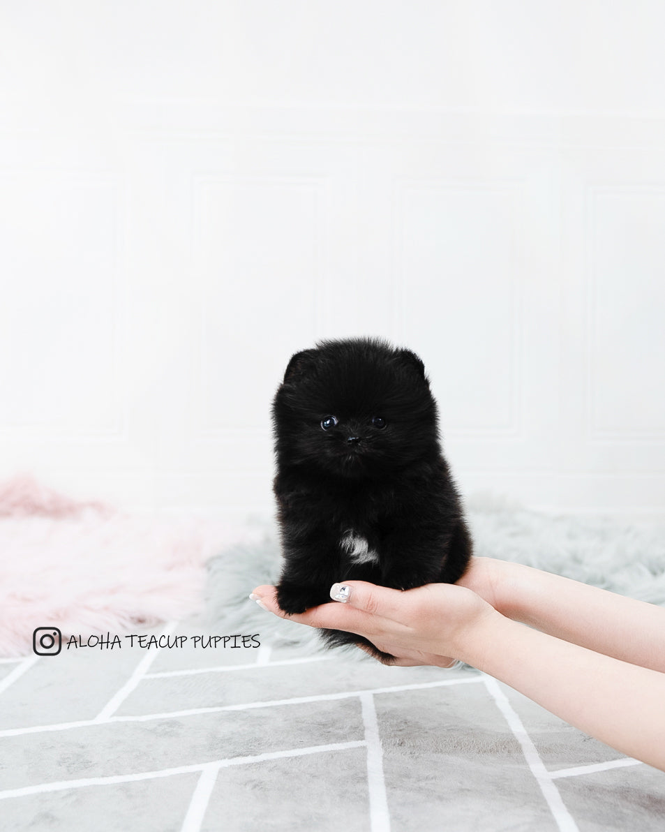 Mika [POMERANIAN]