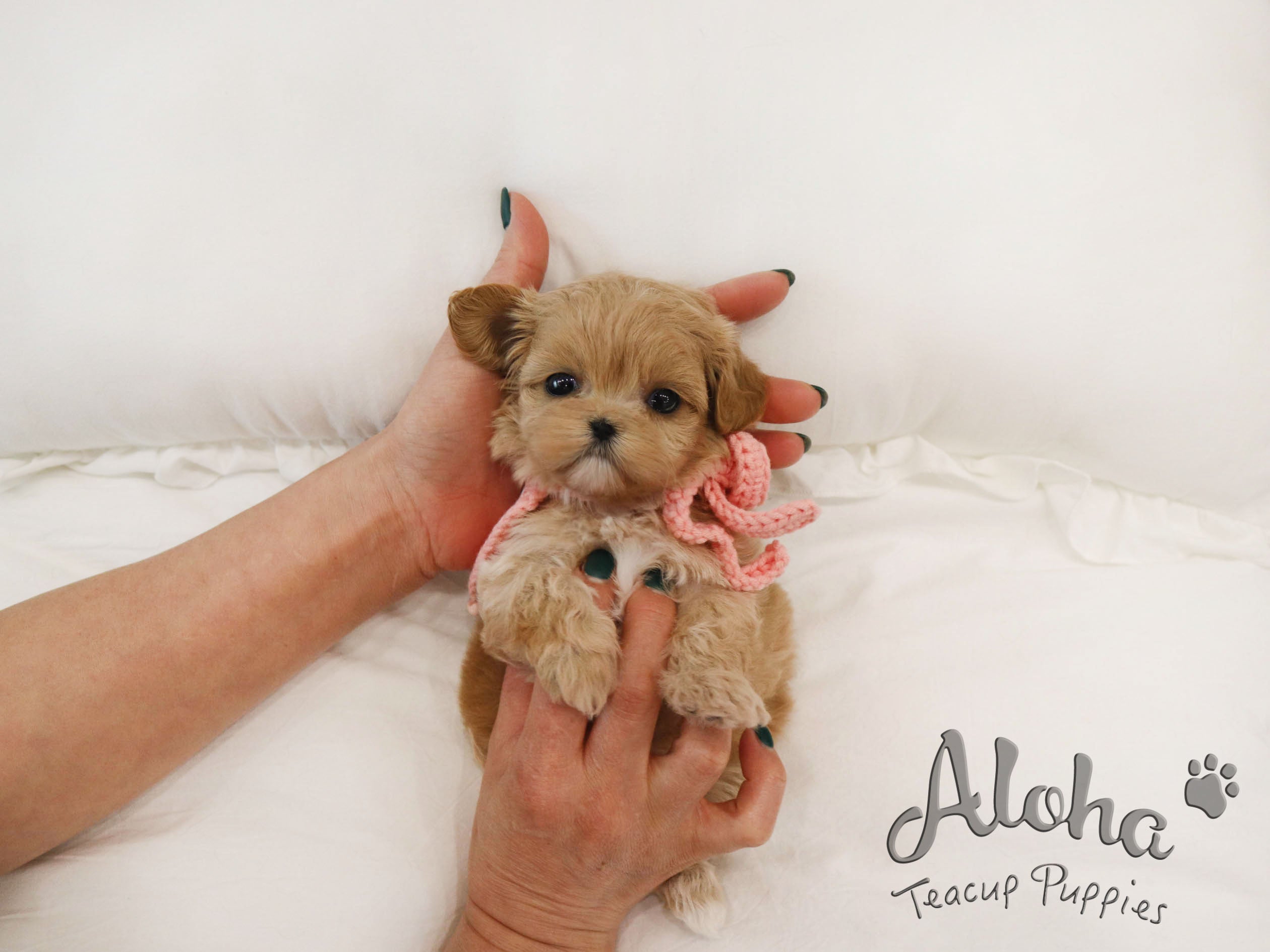 DOLLY [TEACUP MALTIPOO]