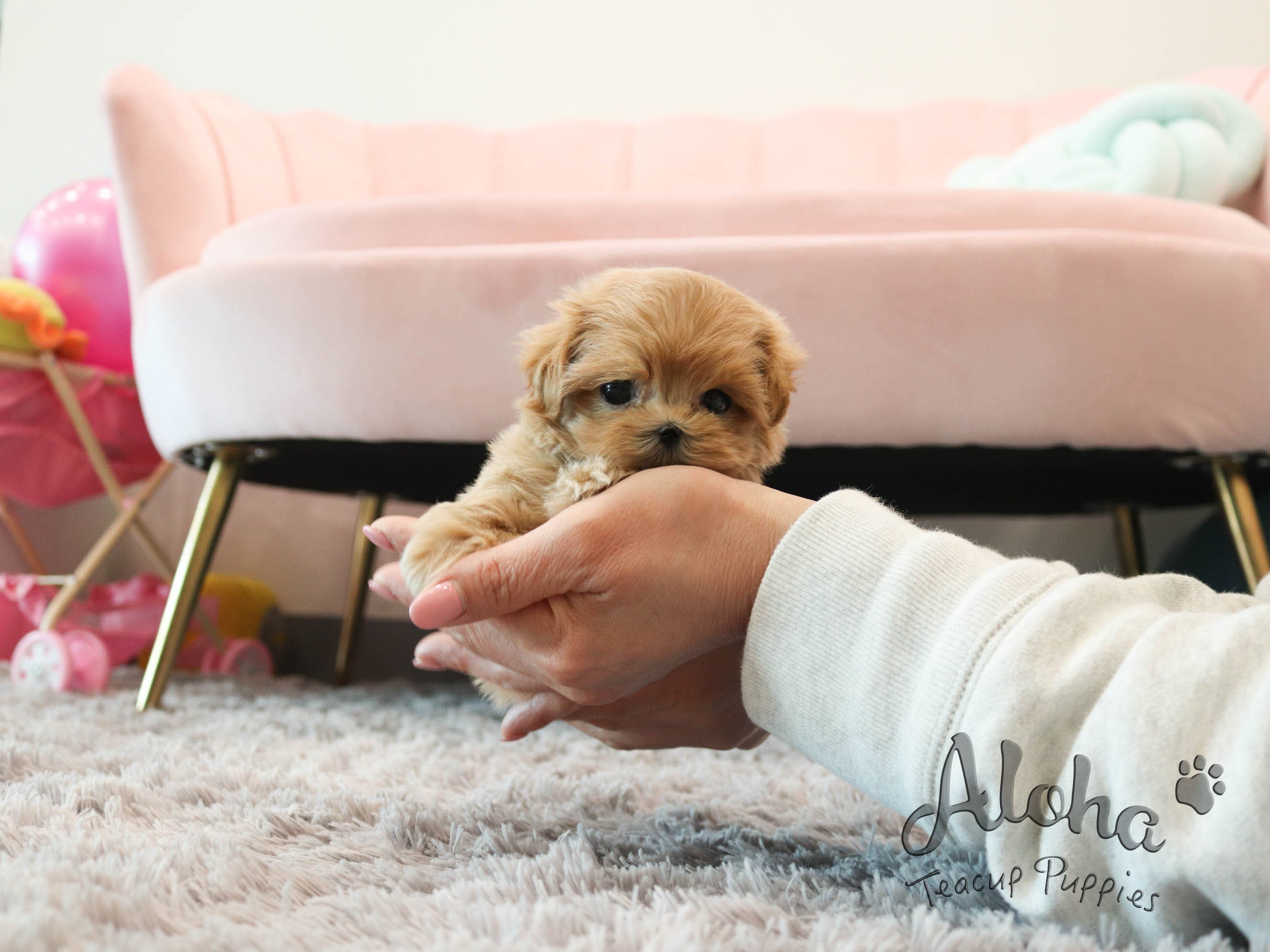 Joanne [TEACUP MALTIPOO]