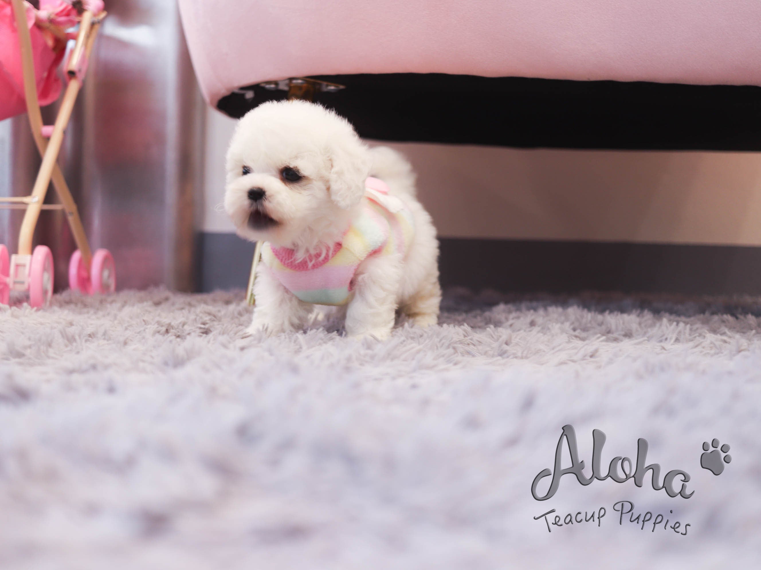 Dorothy [TEACUP Bichon]