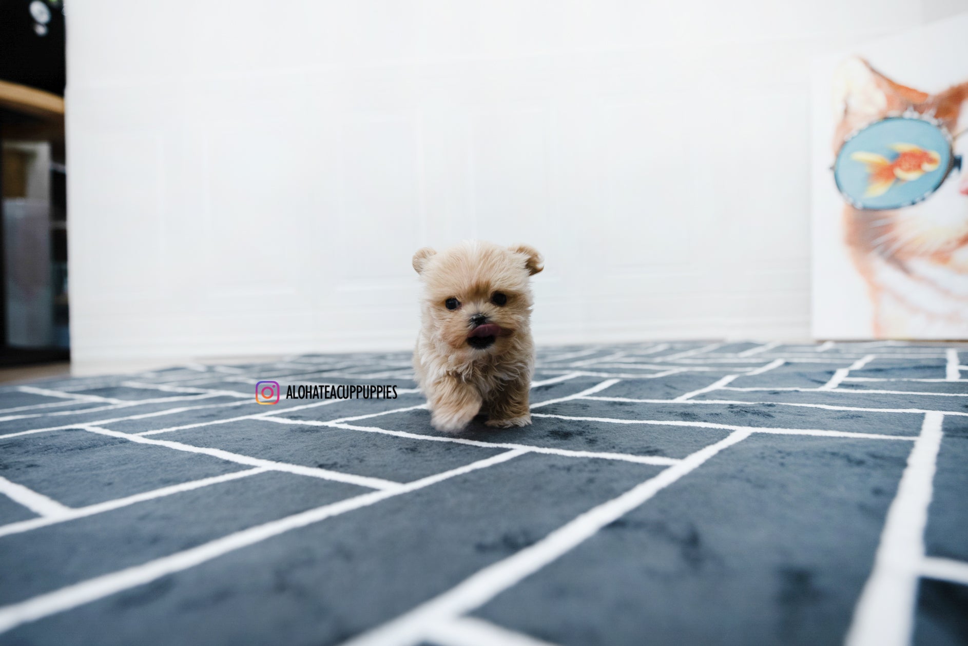 Bruno [TEACUP MALTIPOO]