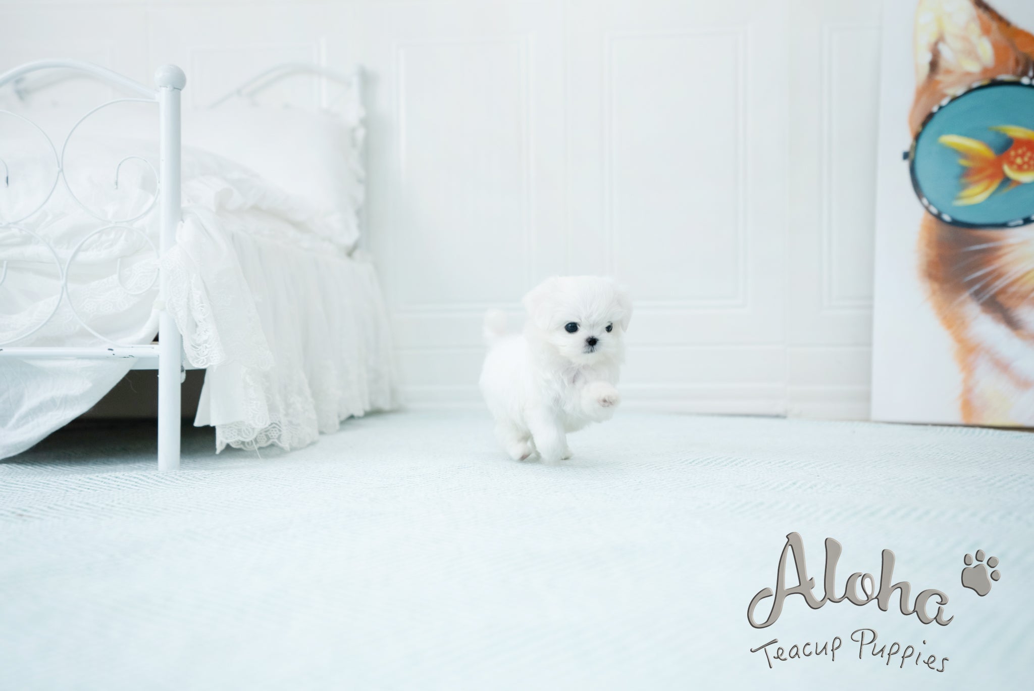 Melon [TEACUP MALTESE]