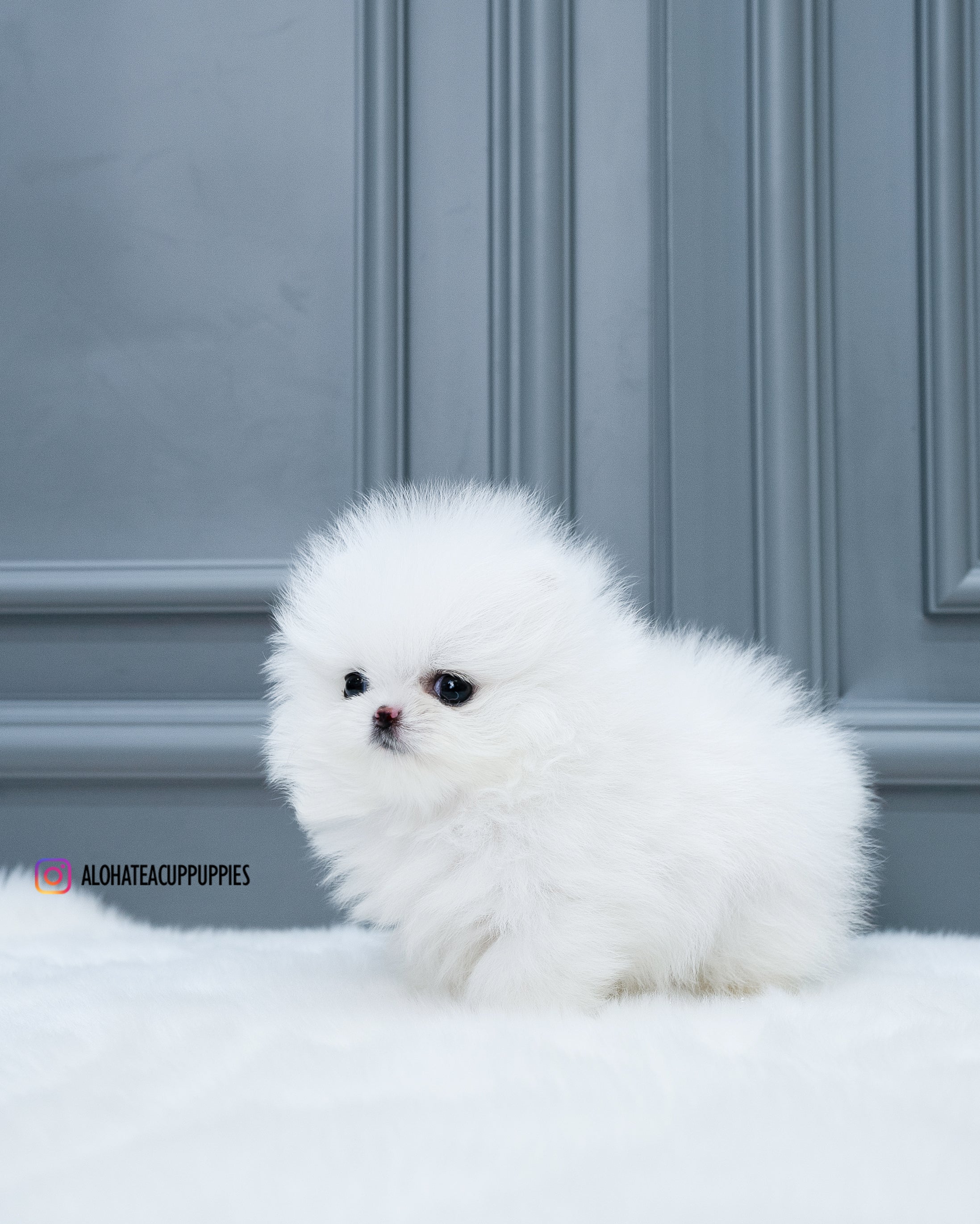 Efectivo [POMERANIA TAZA DE TÉ]