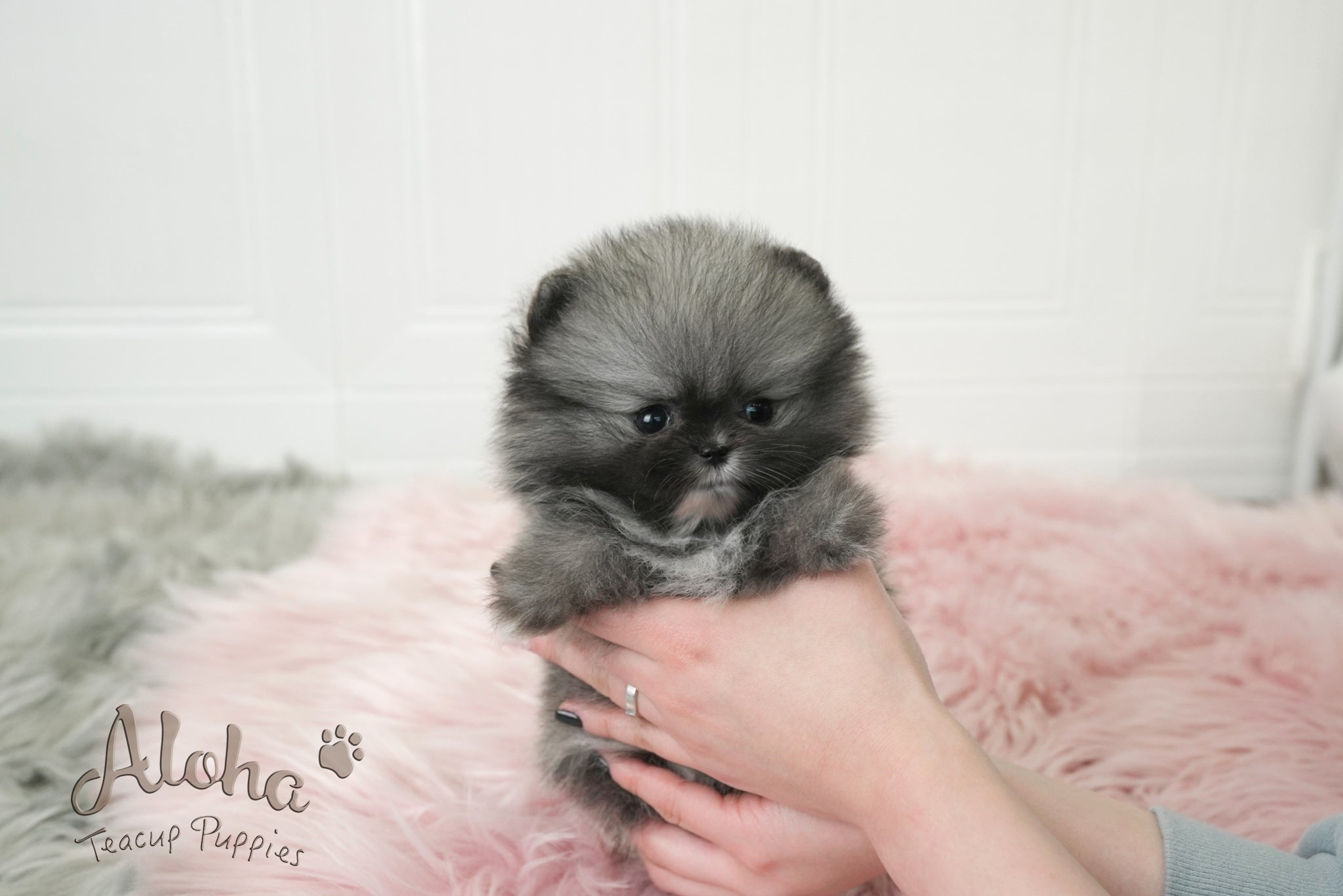 Nero [TEACUP POMERANIAN]