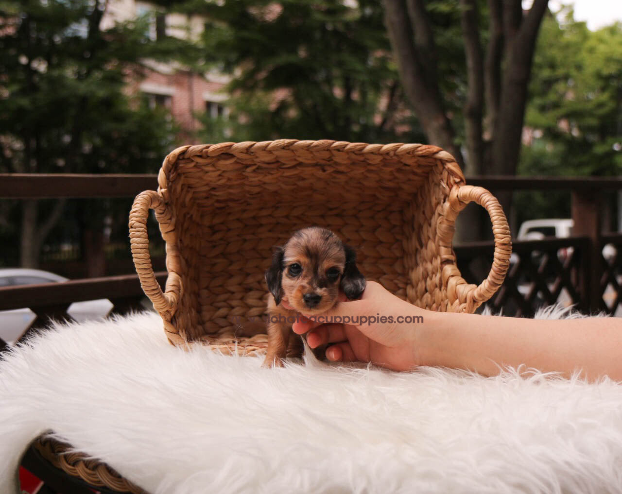 Ashley - [Dachshund]