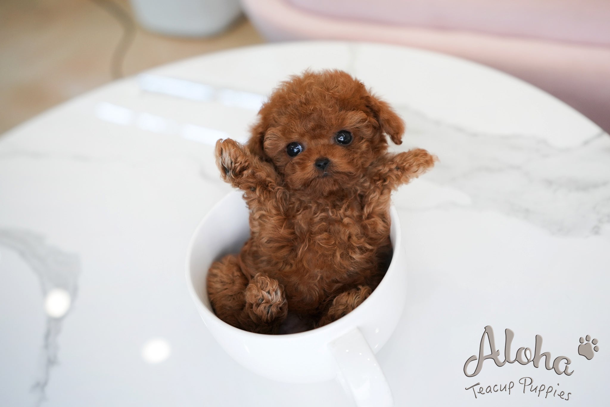 Brian [TEACUP POODLE]