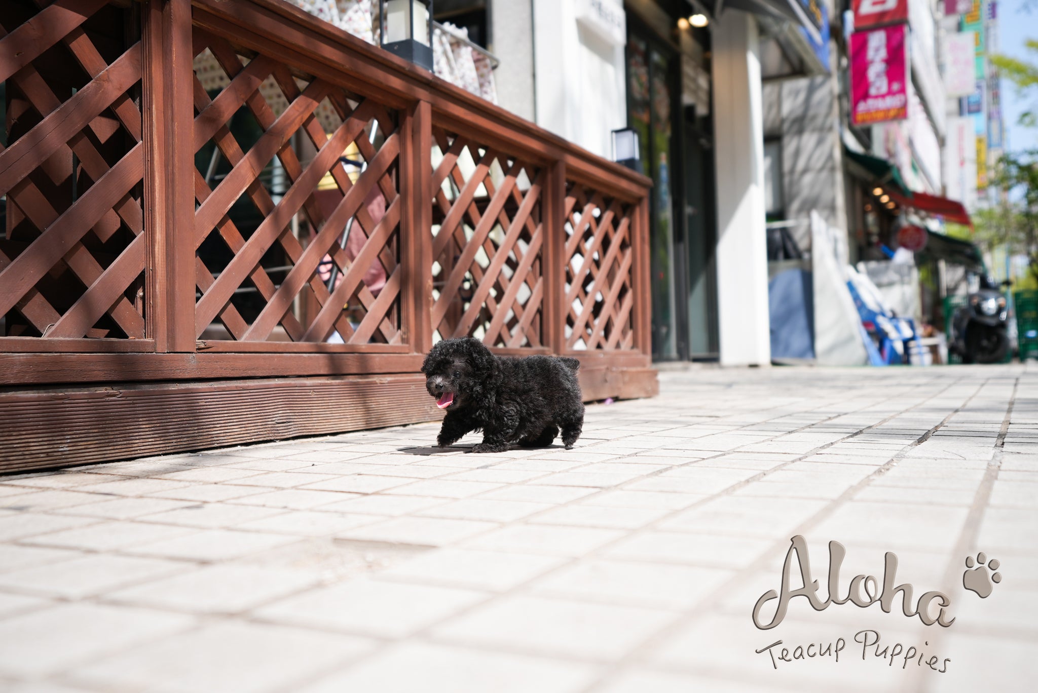 Caleb [TEACUP POODLE]