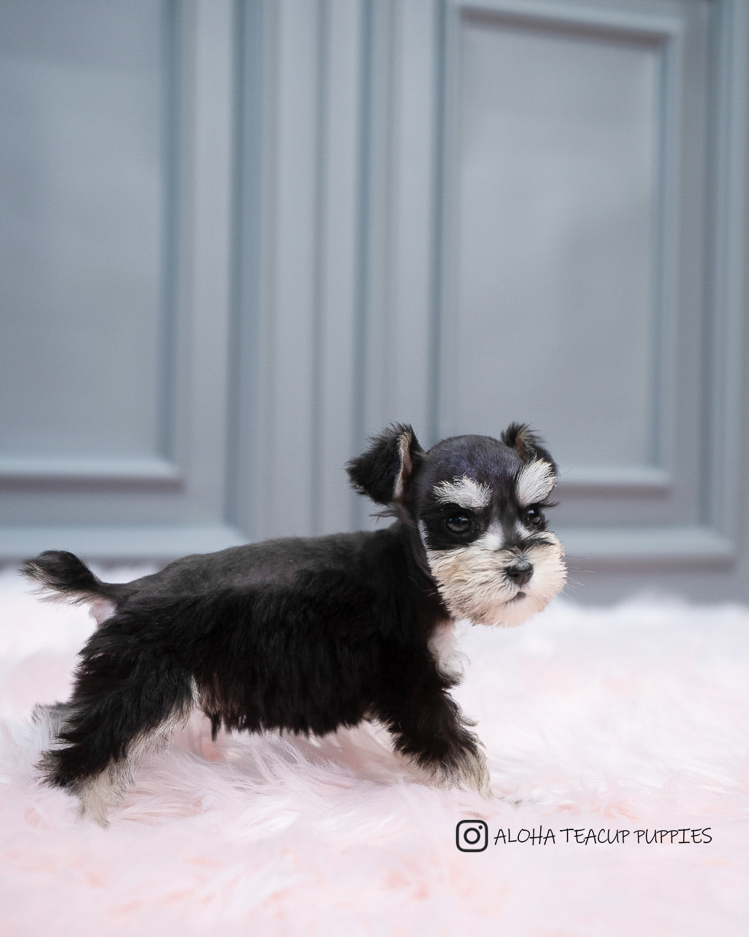 Cole [MINI Schnauze]