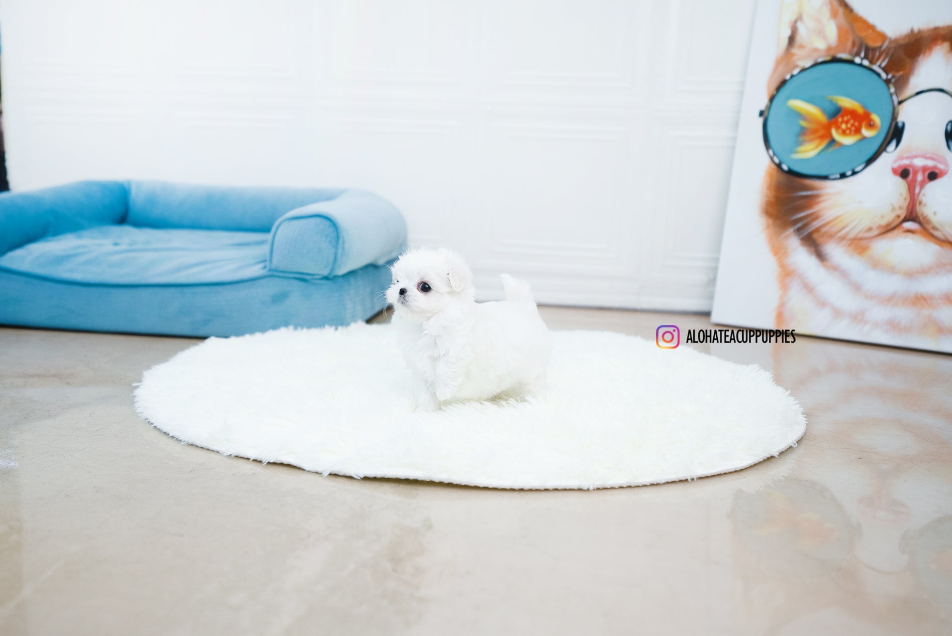 Ian [TEACUP MALTESE]