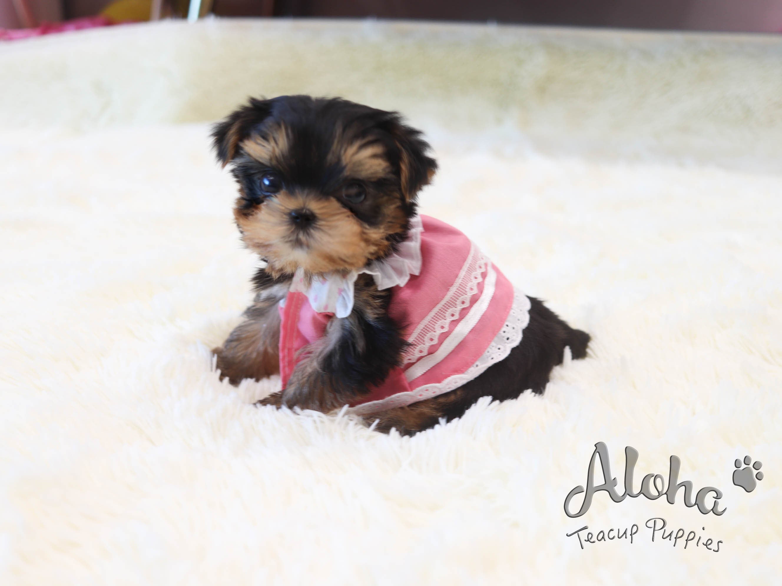 Pie [TEACUP Yorkie]