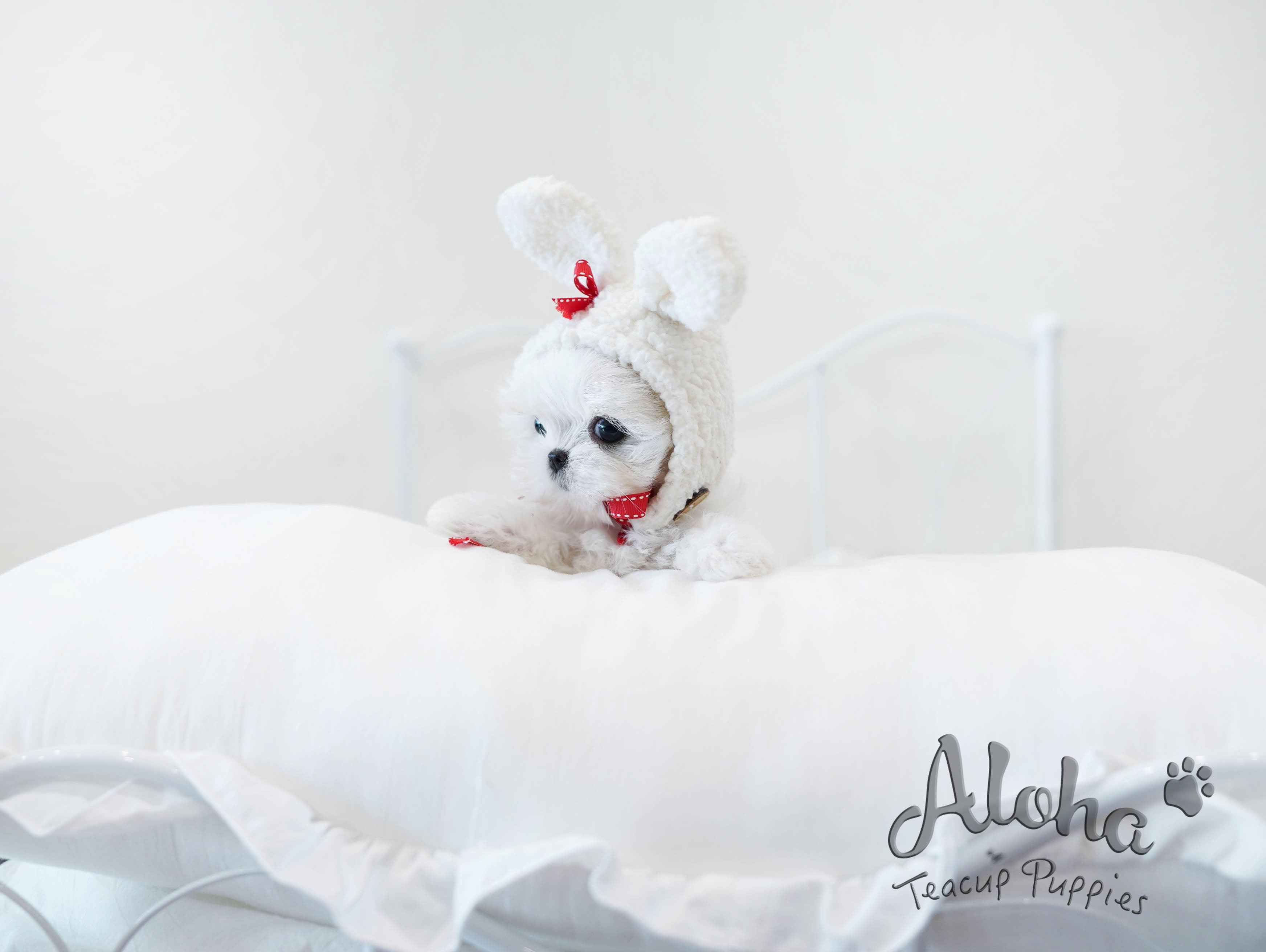 Woody [TEACUP MALTESE]
