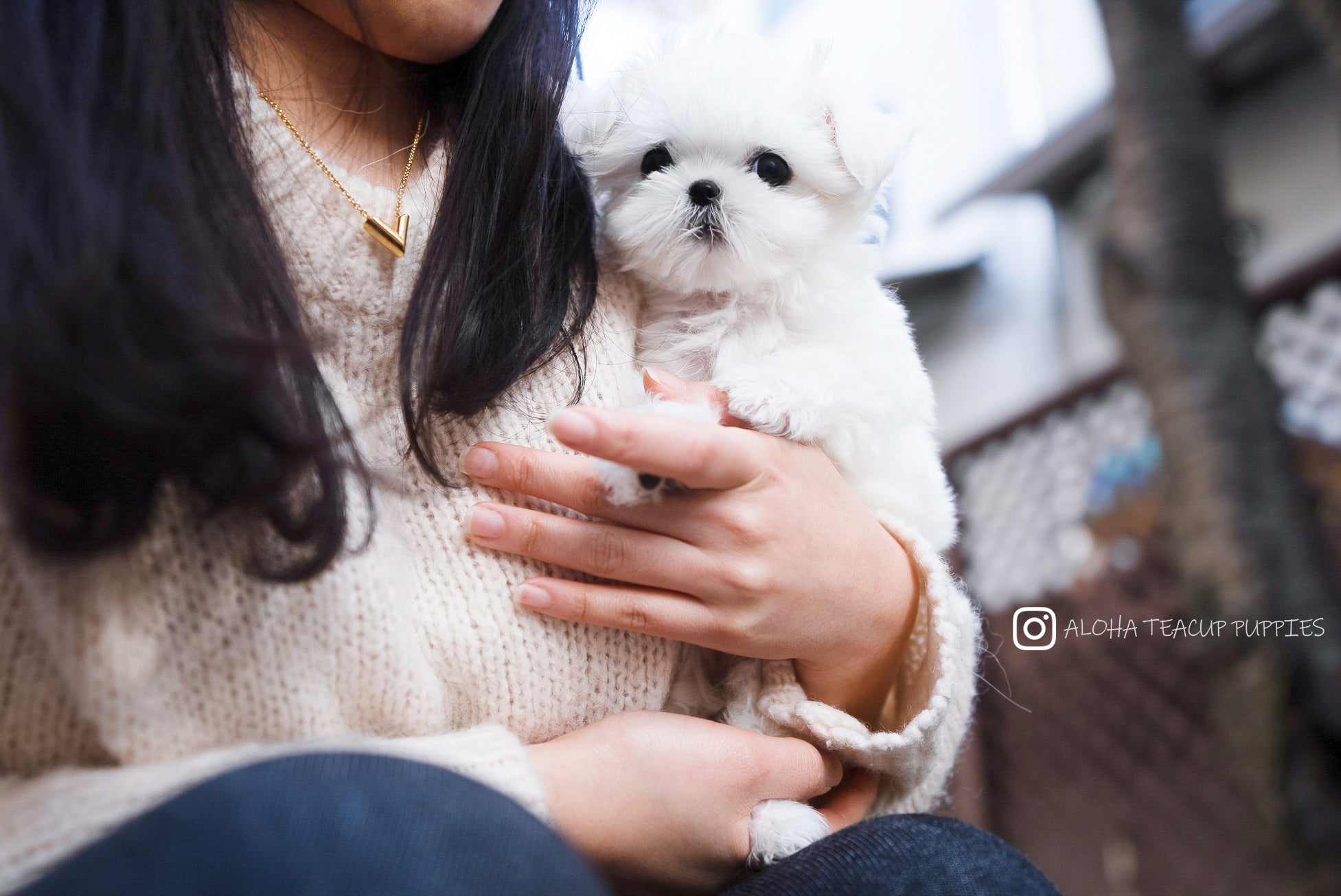Flory [TEACUP MALTESE]