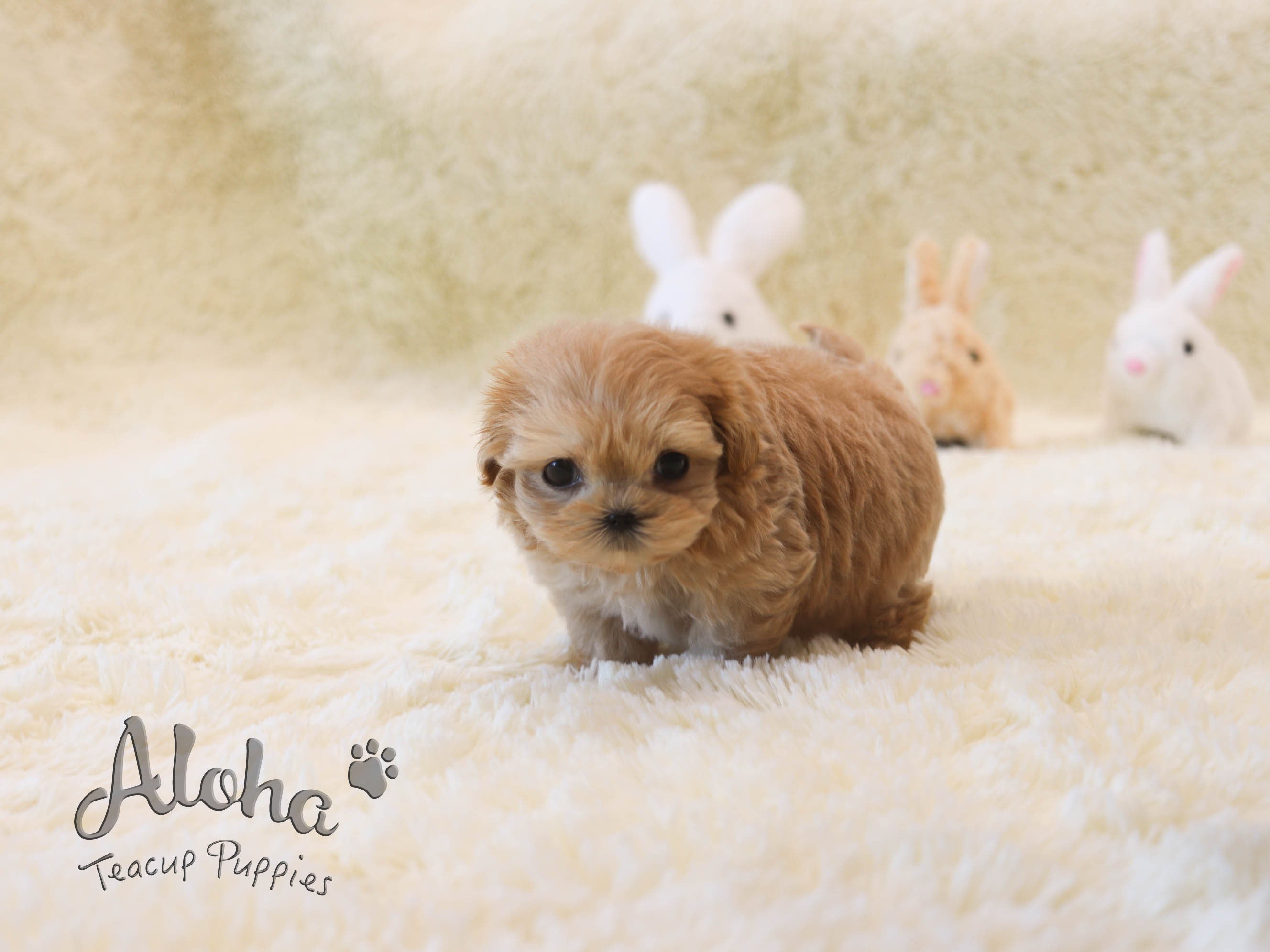 Hazel [TEACUP MALTIPOO]