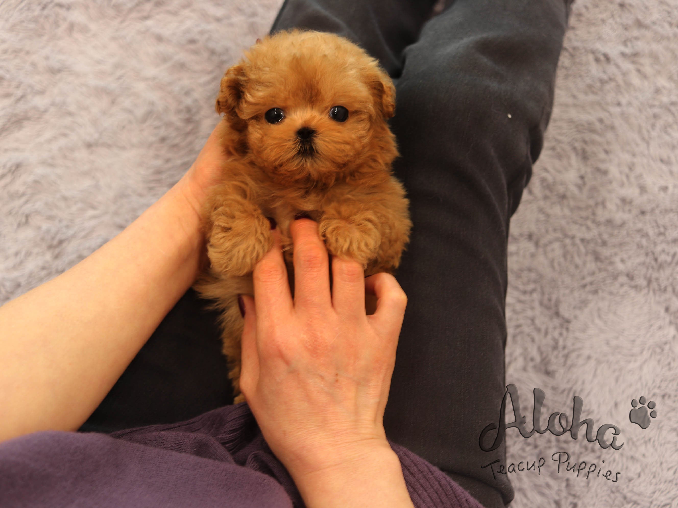 Kitkat [TEACUP Maltipoo]