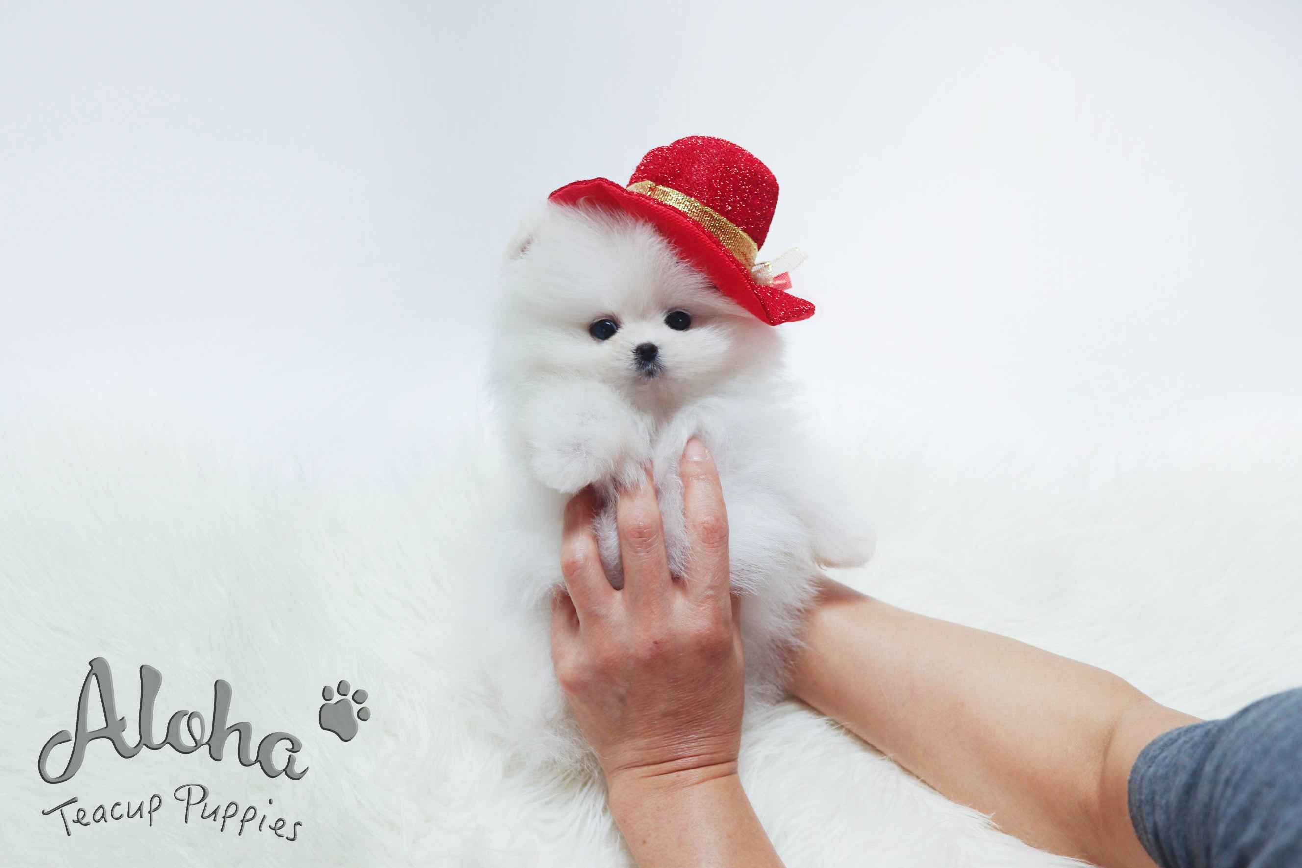 Sold to Naoko, Snow [TEACUP POMERANIAN]