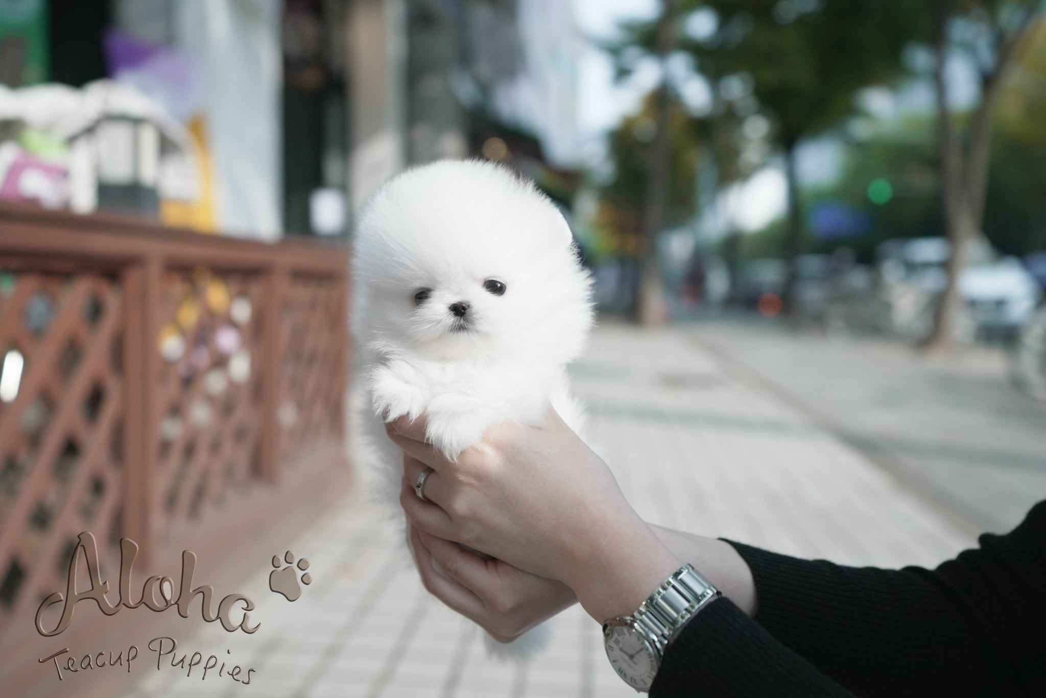 Theo [TEACUP POMERANIAN]