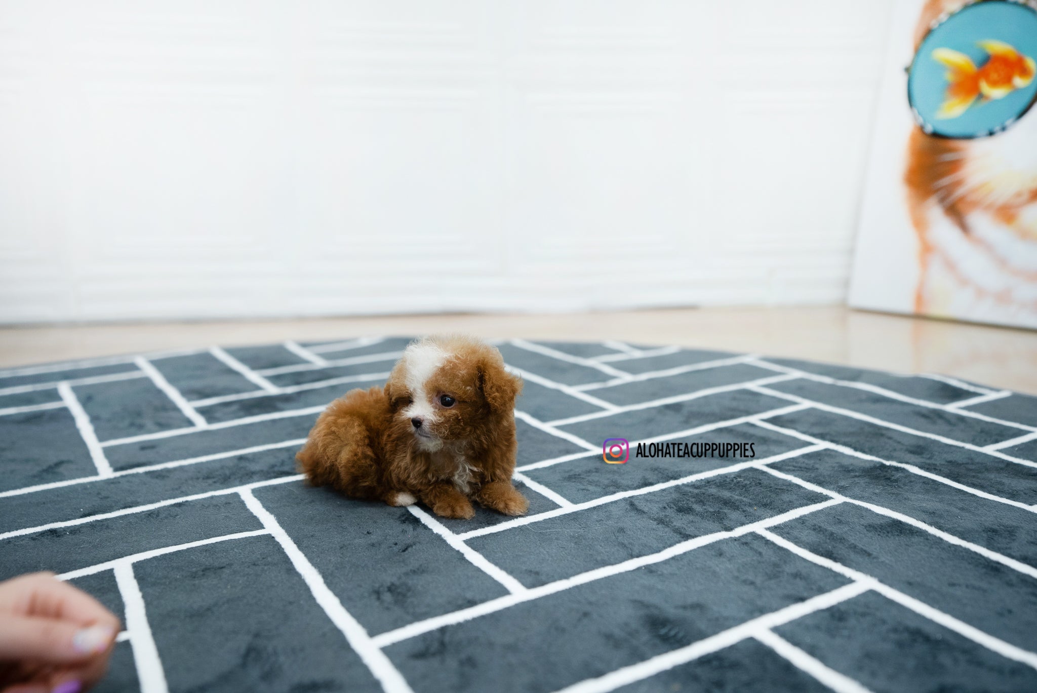 Ezra [POODLE]