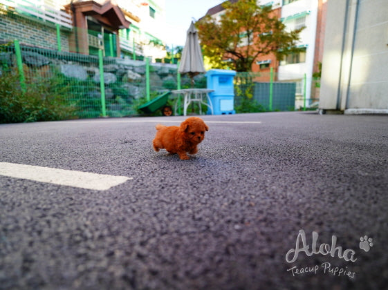 Pepsi [TEACUP POODLE]