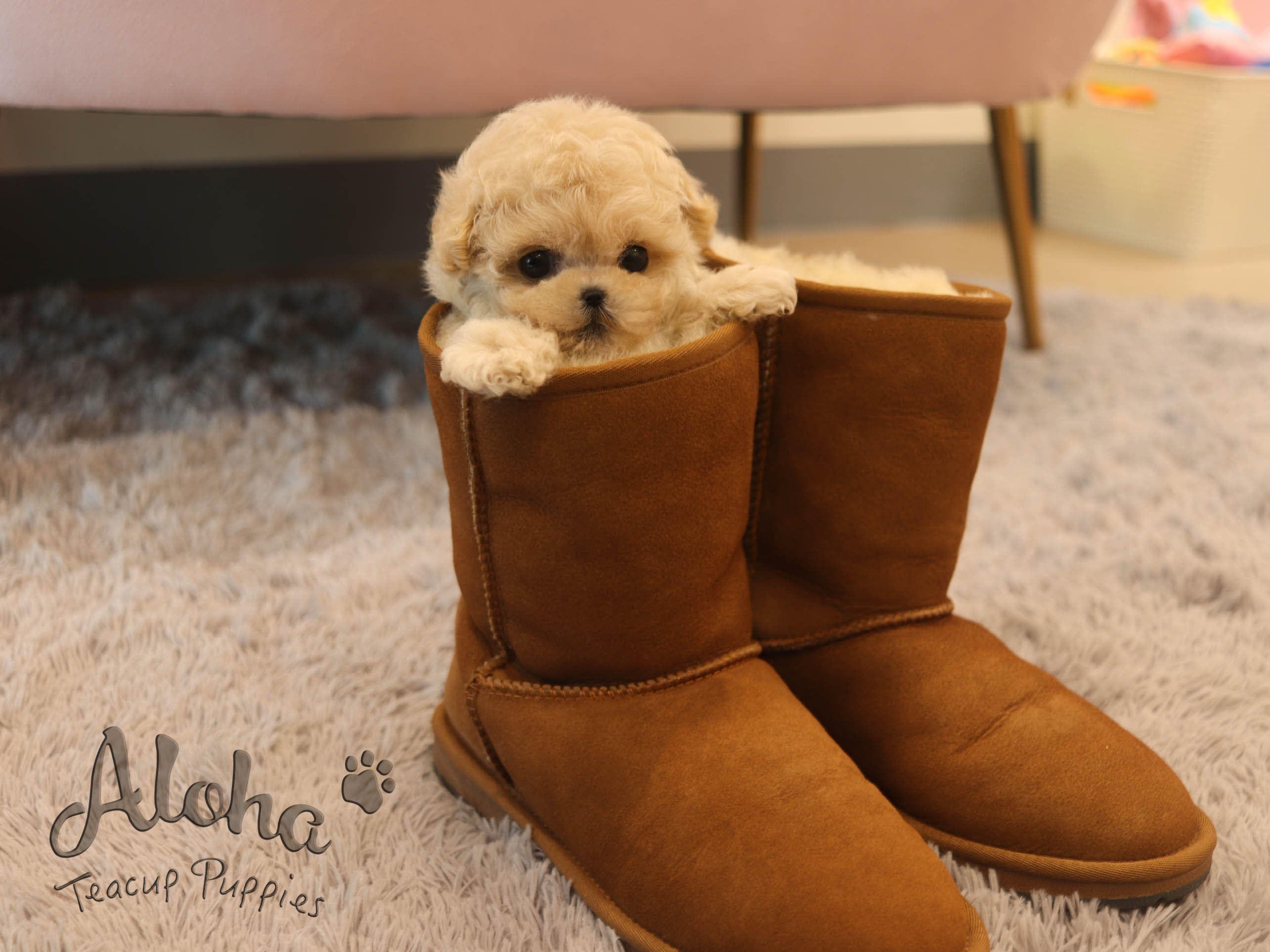 Jelly [TEACUP MALTIPOO]