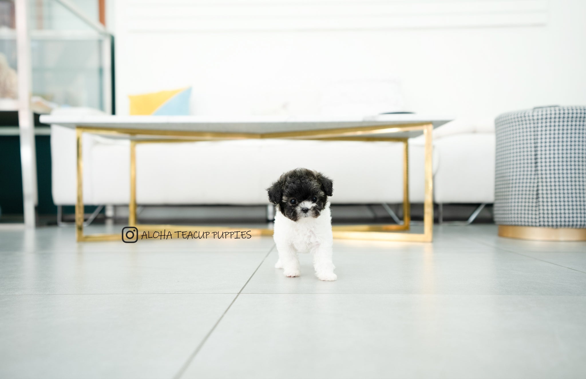 Donna [TEACUP POODLE]