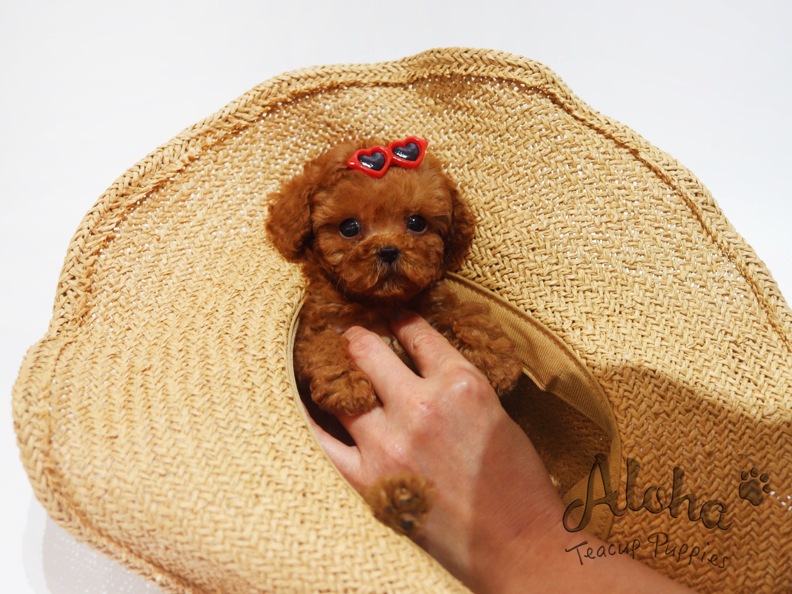 Versace [TEACUP POODLE]