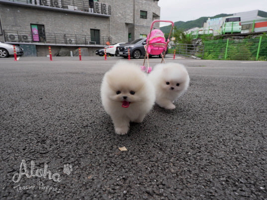 Caramel [TEACUP Pomeranian]