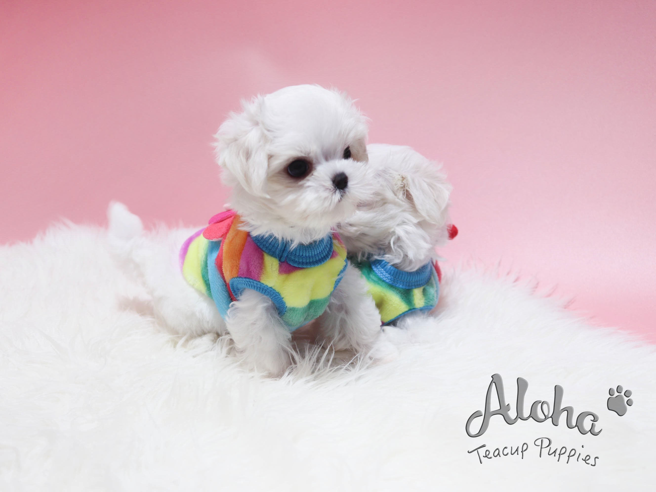 Jimmy&Choo [TEACUP Maltese]