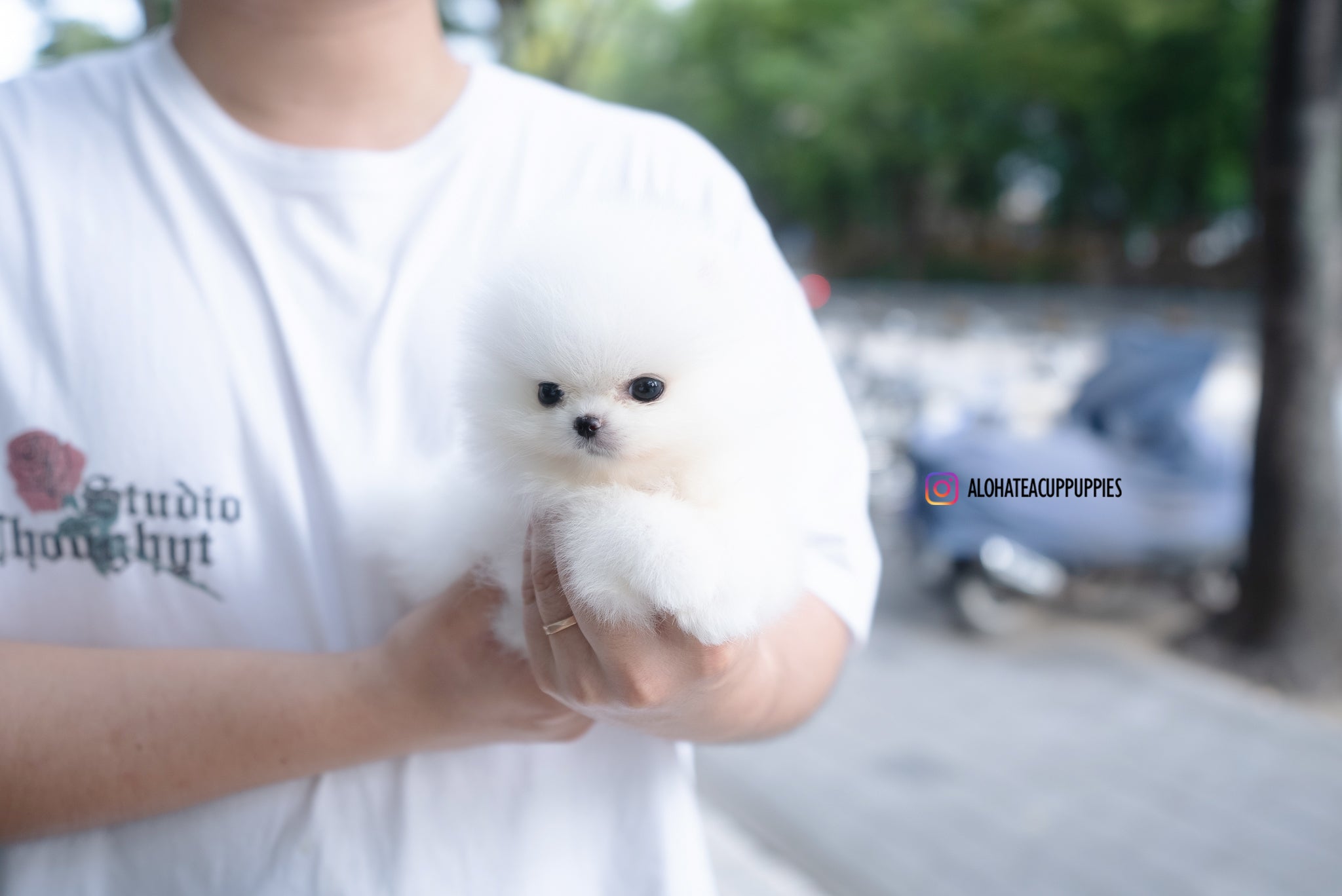 Romy [TEACUP POMERANIAN]