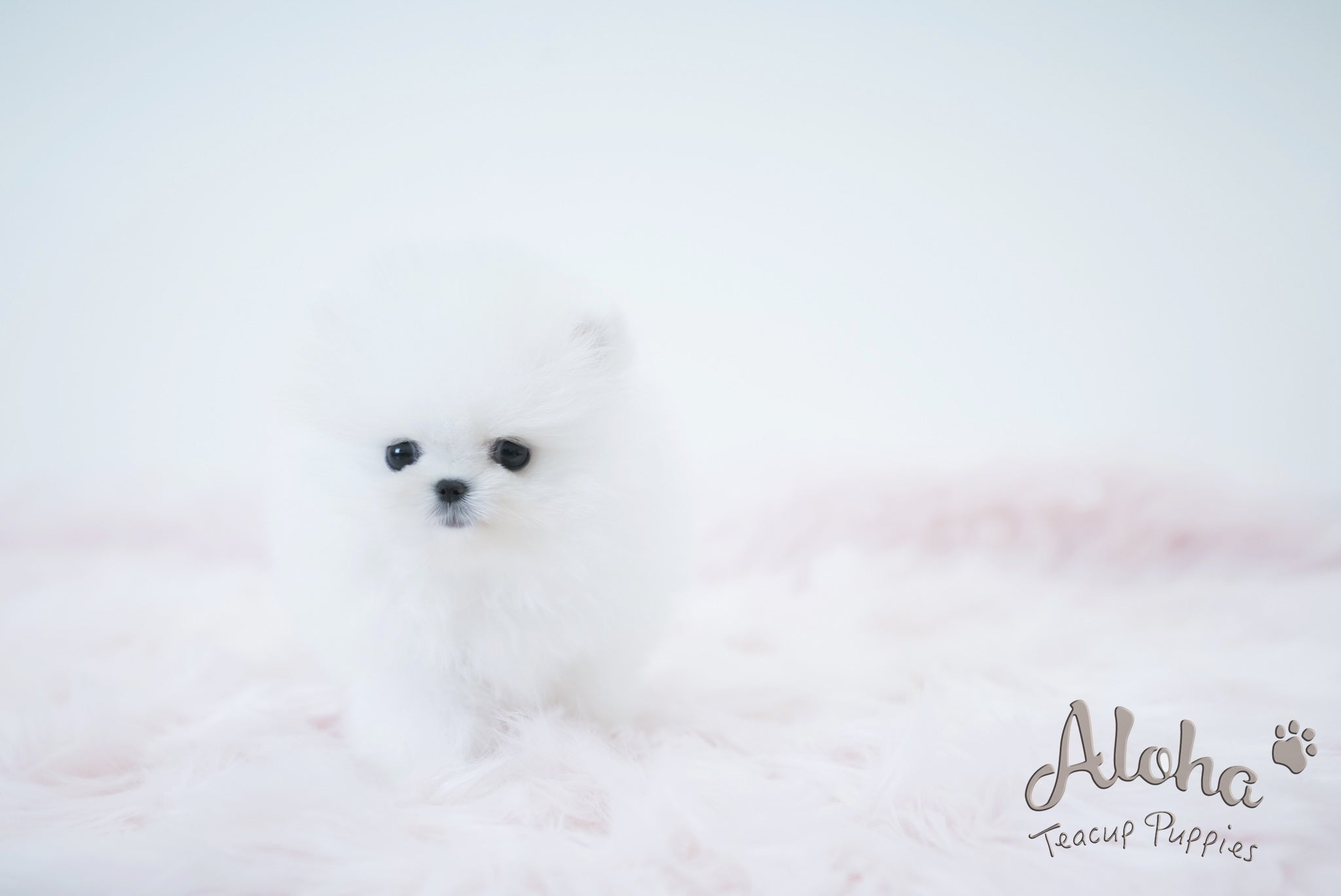 Daisy [TEACUP POMERANIAN]
