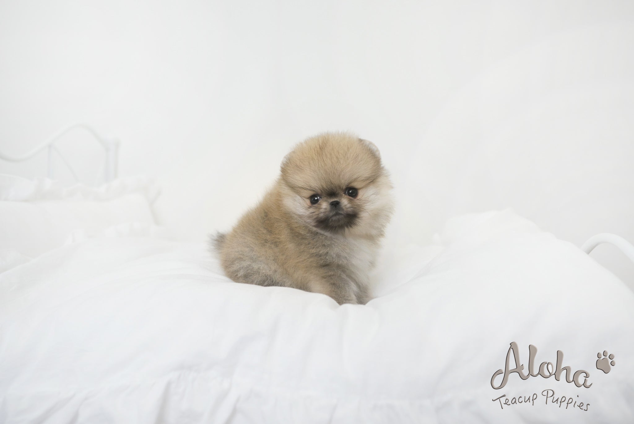 Sally [TEACUP POMERANIAN]