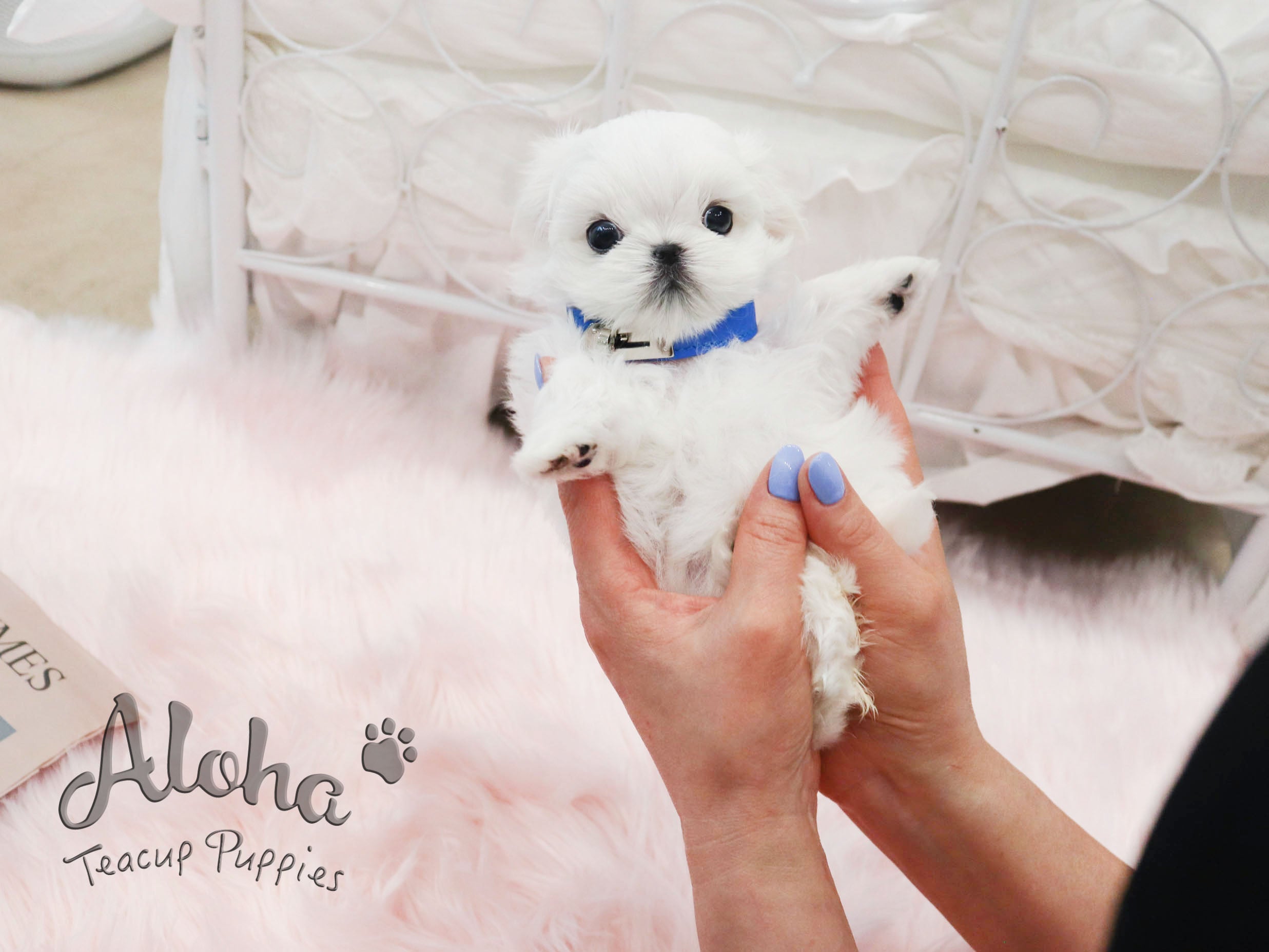MARSHMALLOW [TEACUP MALTESE]