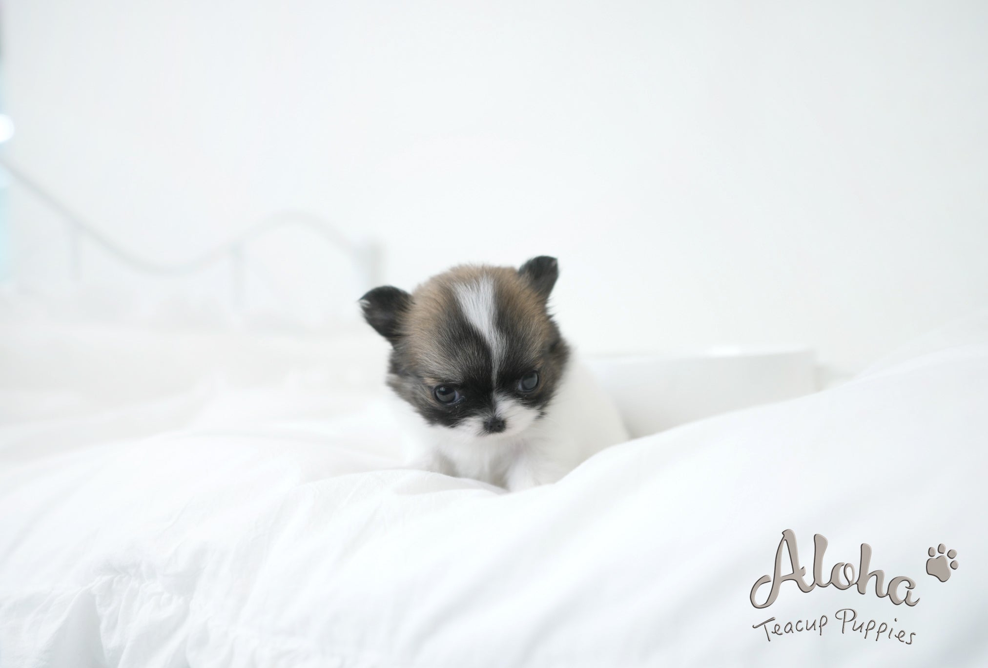 Cherry [TEACUP CHIHUAHUA]