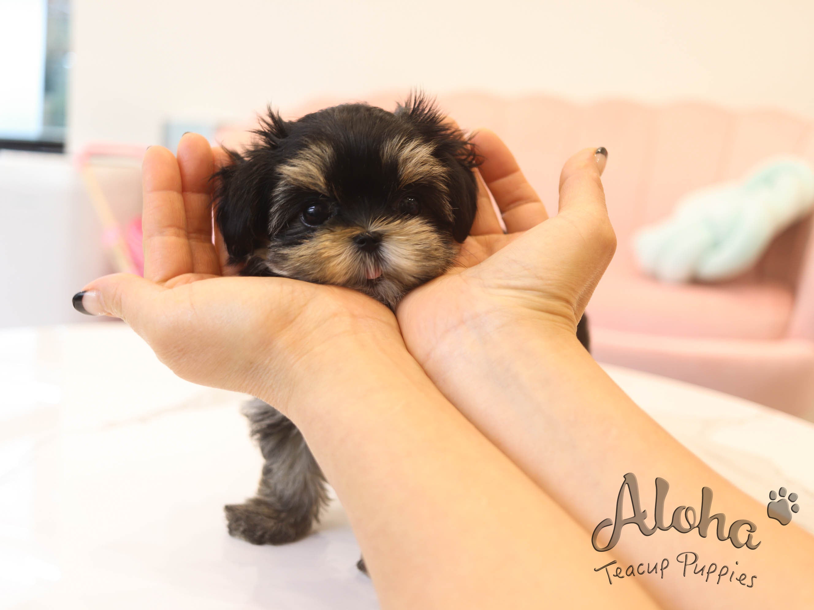 Agata [TEACUP MORKIE]