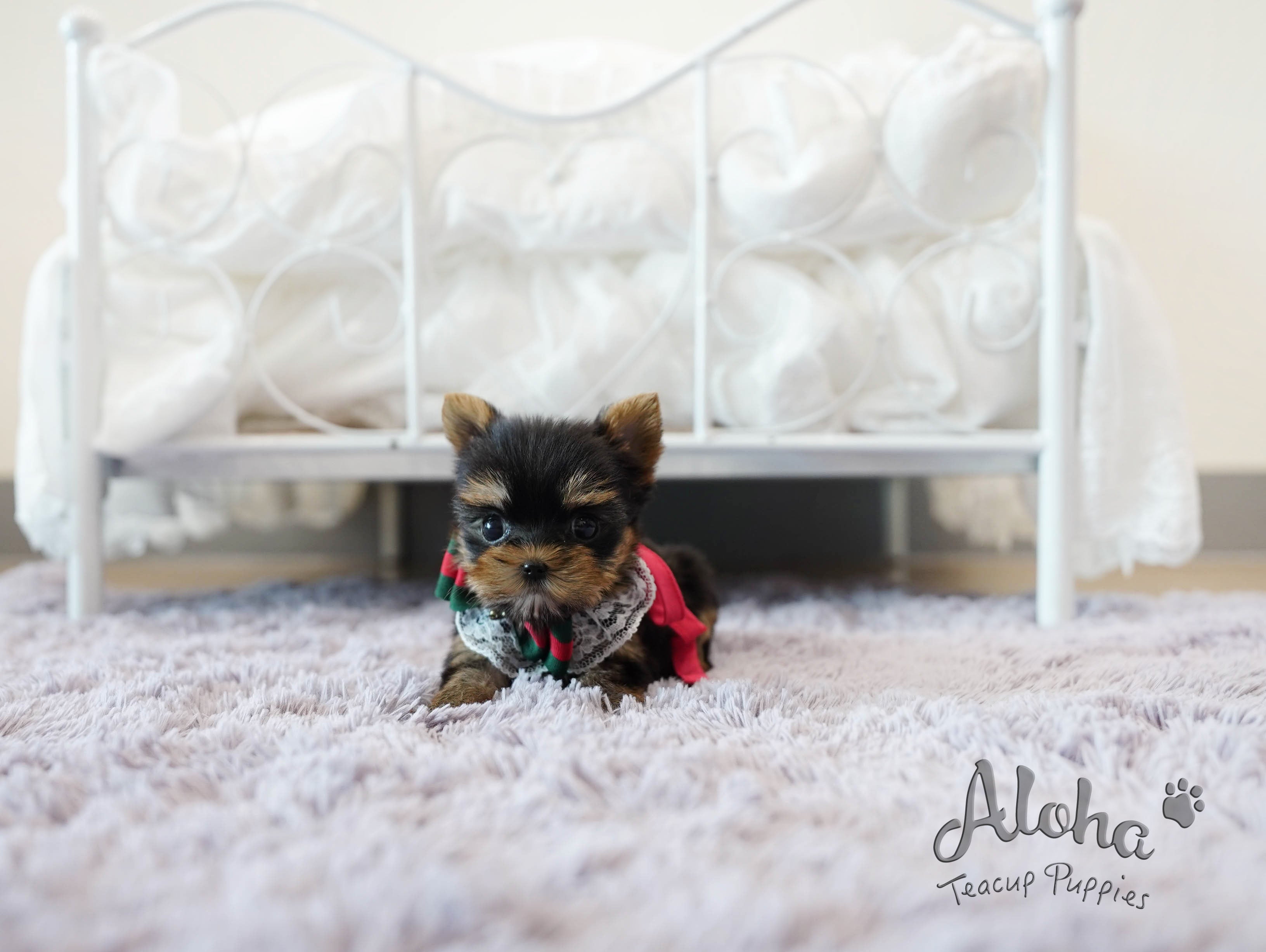 TIFFANY [TEACUP YORKIE]