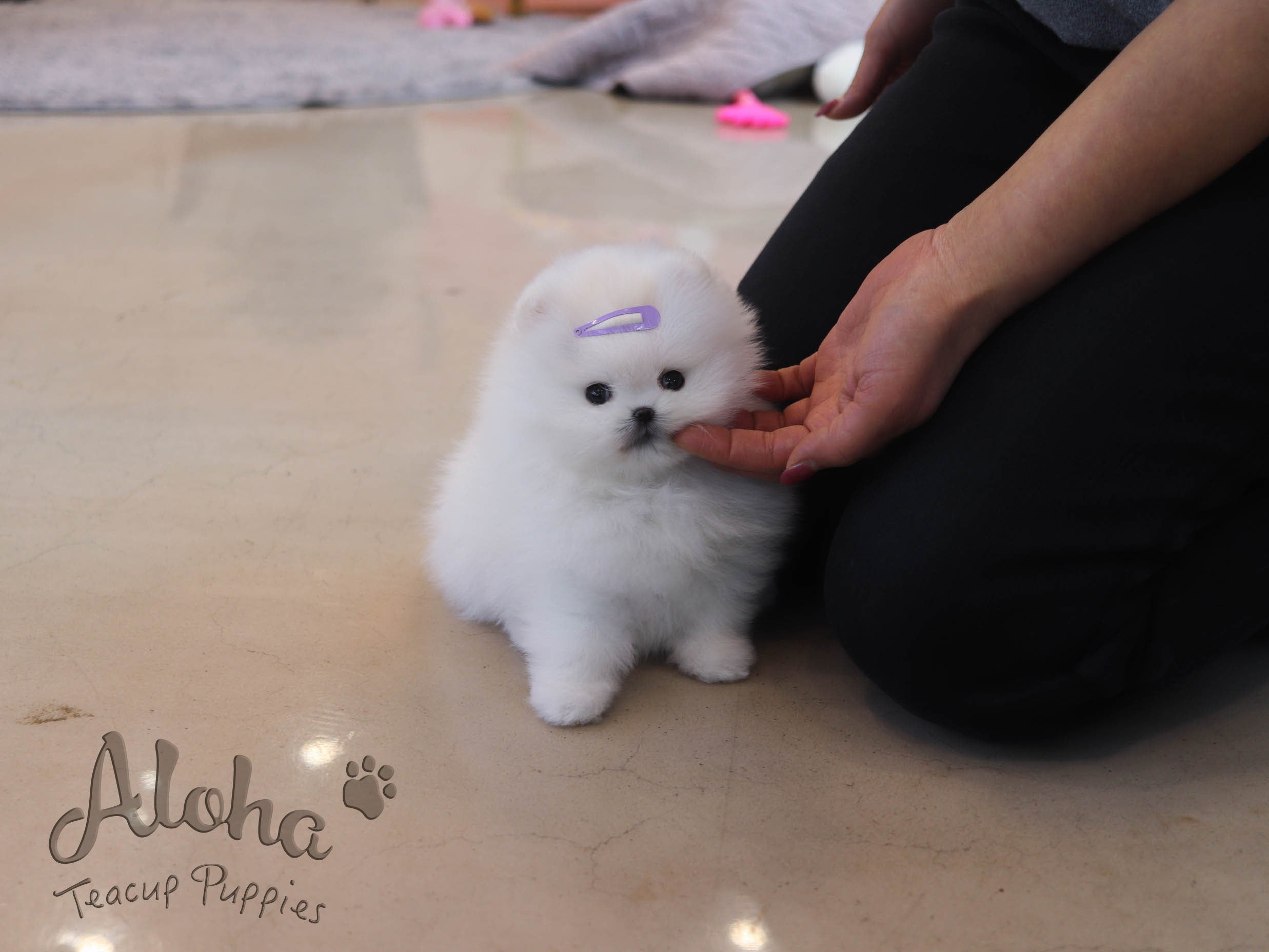 DAISY [TEACUP POMERANIAN]