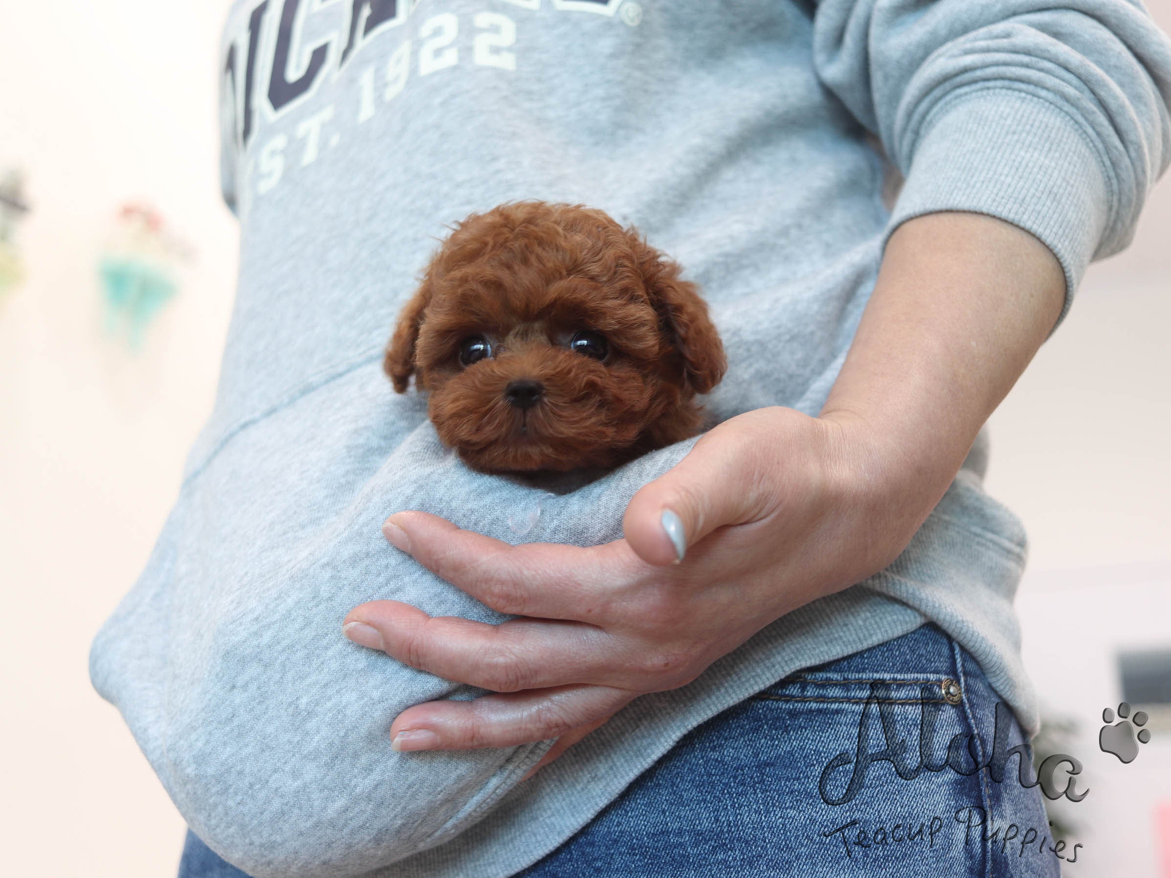 Merry [TEACUP Poodle]