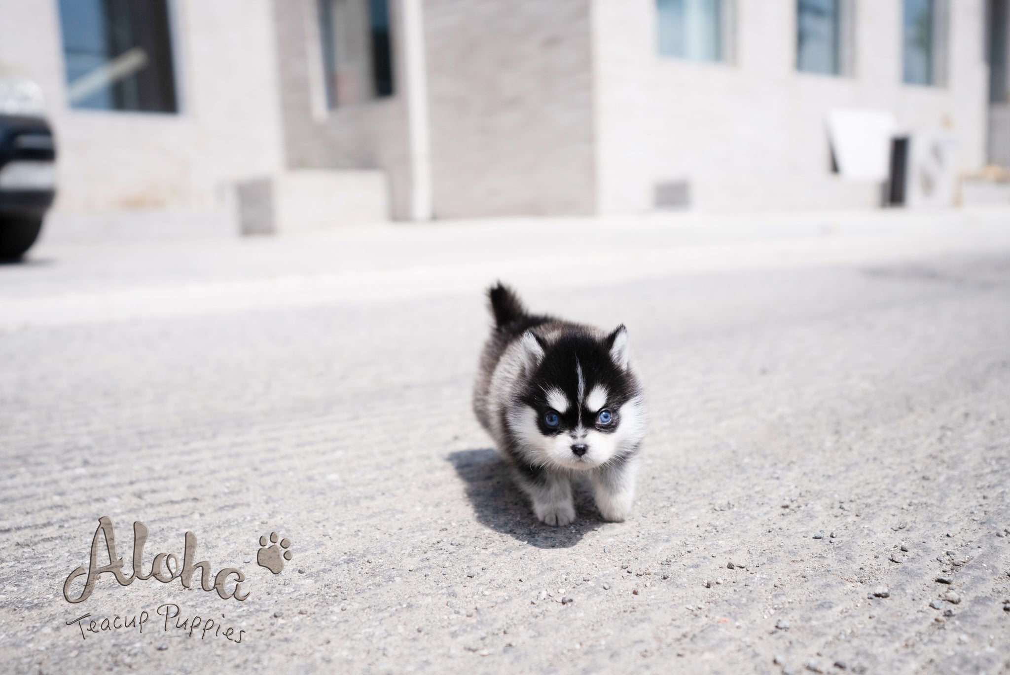 Alex [TEACUP Pomsky]