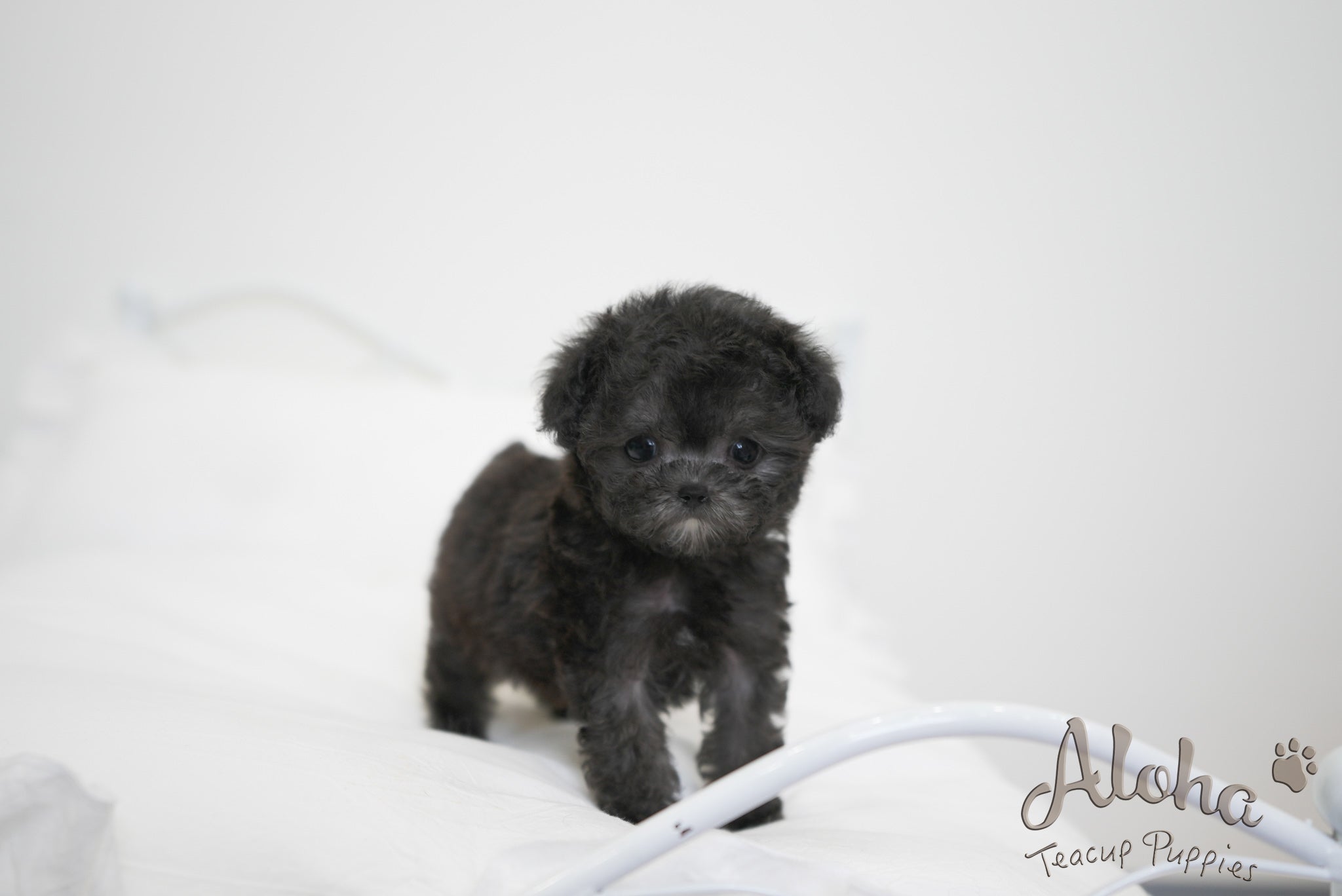Odin [TEACUP POODLE]