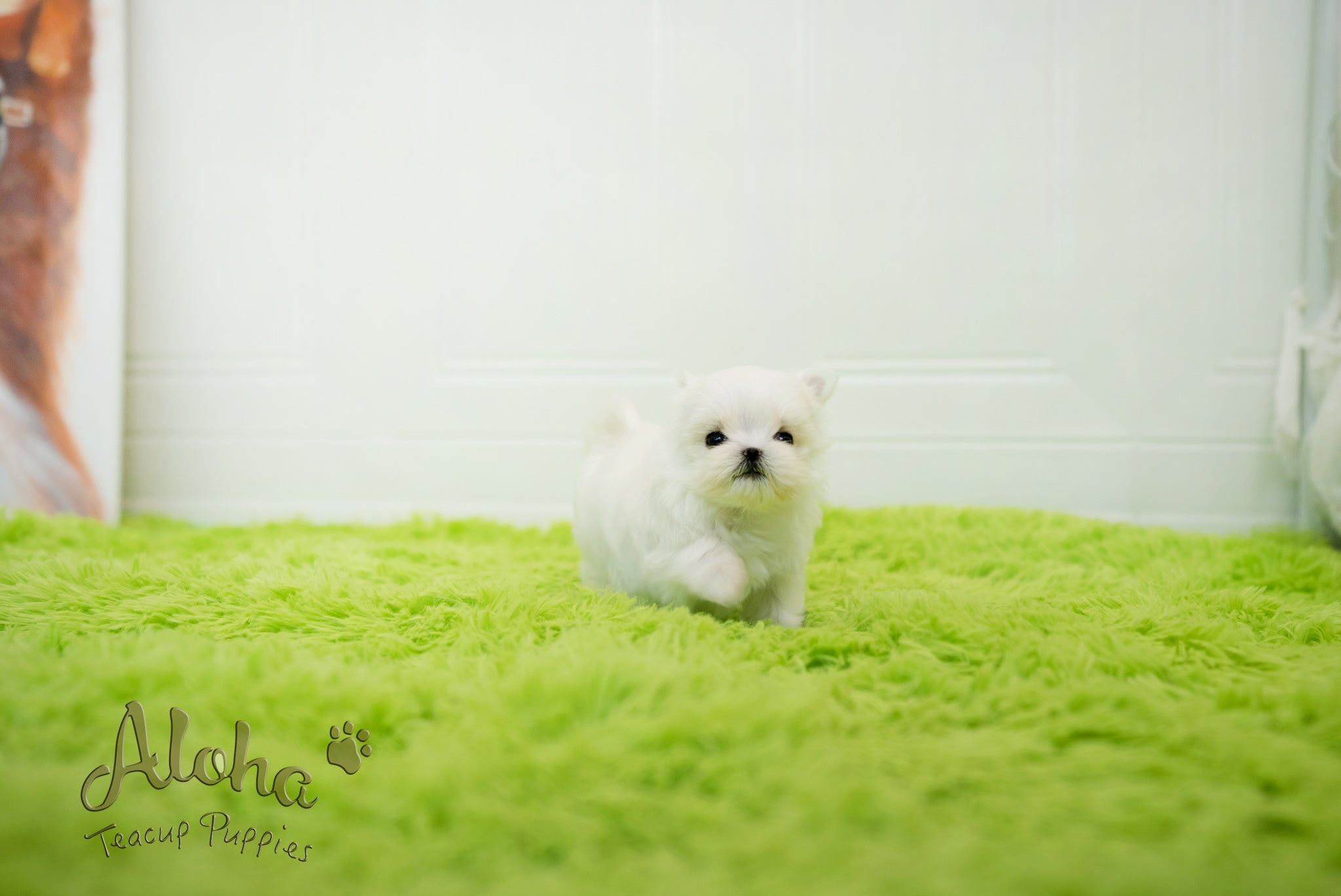 Sophia [TEACUP MALTESE]