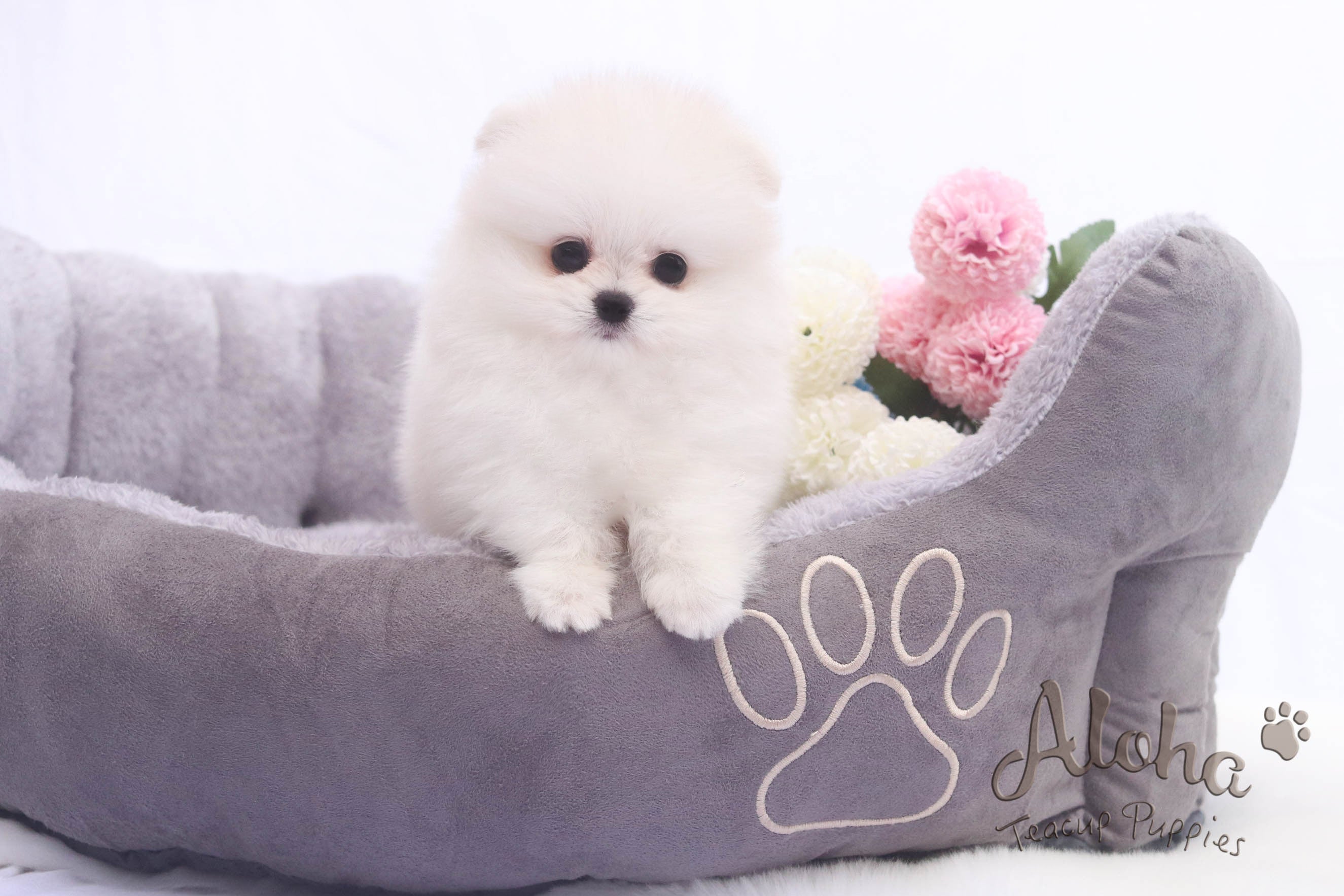 Sold to Roberto, Fiona [TEACUP POMERANIAN]