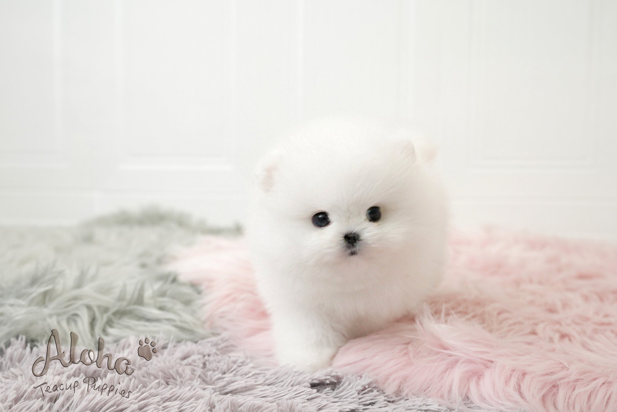 Lyn [TEACUP POMERANIAN]