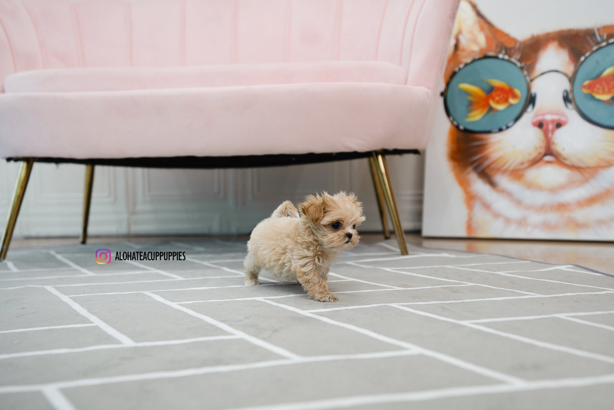 Mary [TEACUP MALTIPOO]