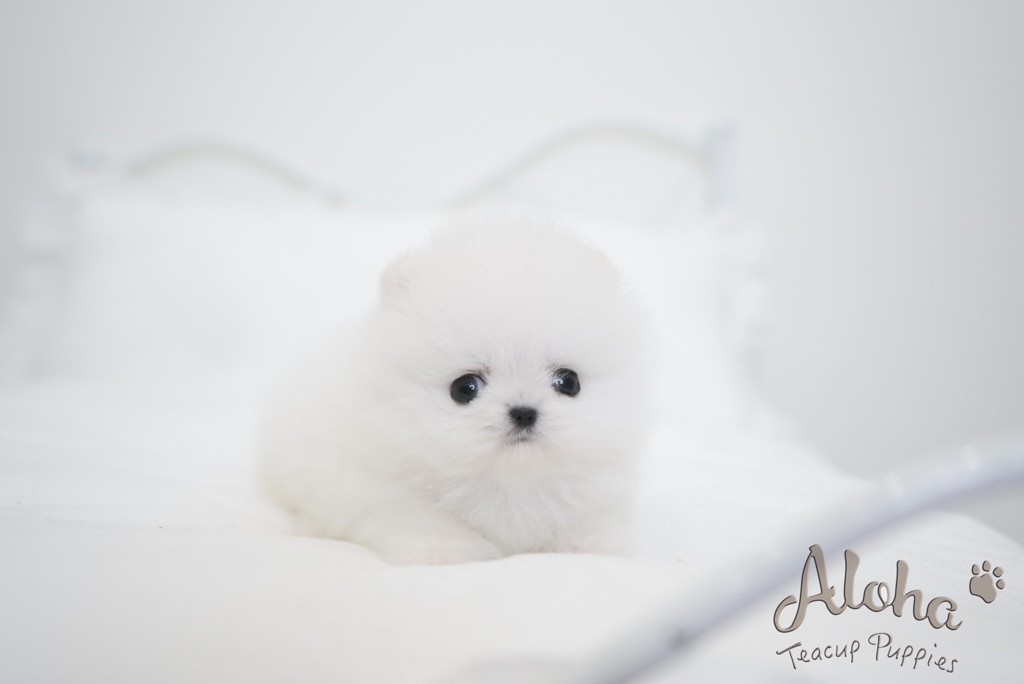 Angela [TEACUP POMERANIAN]