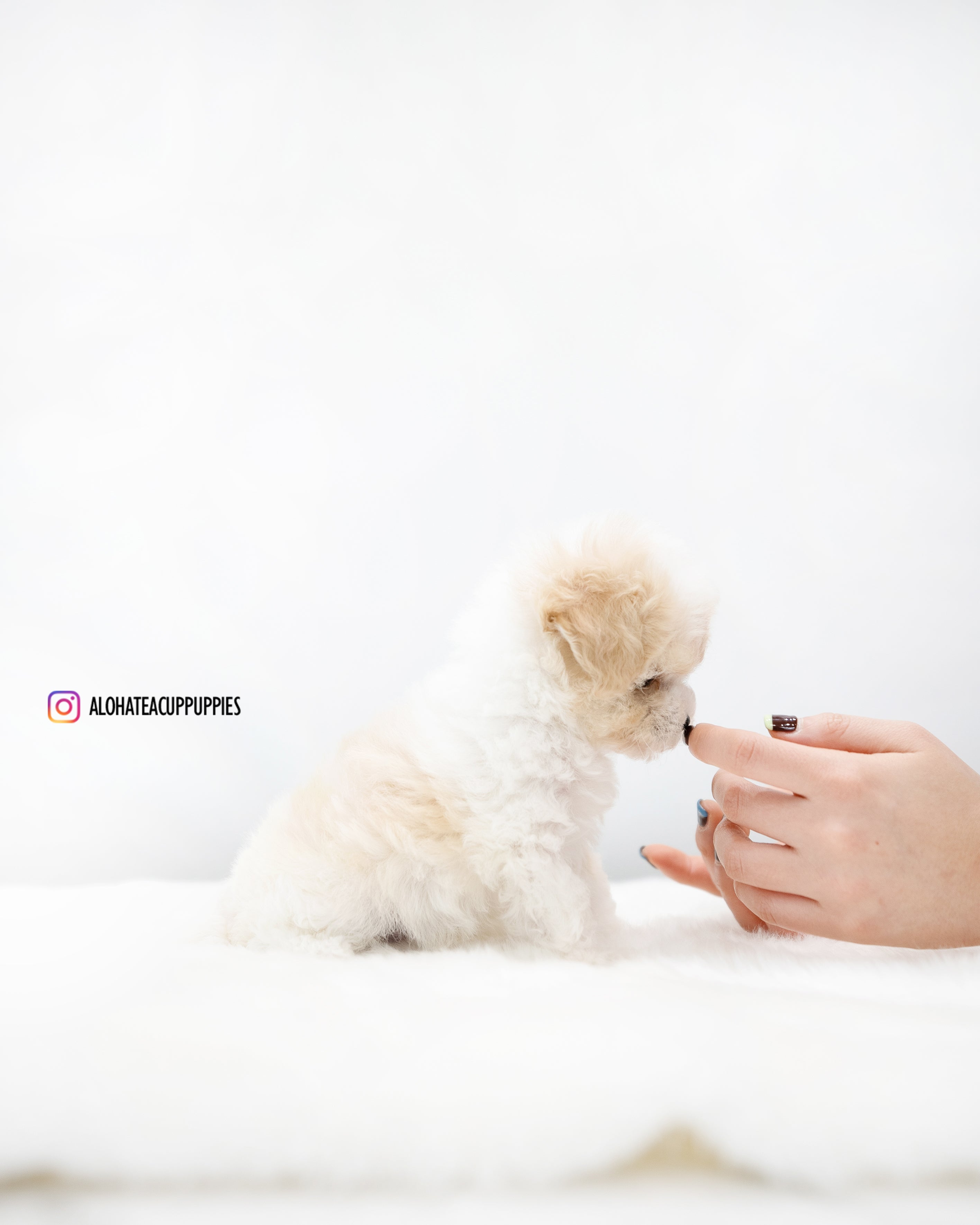 Rory [TEACUP POODLE]