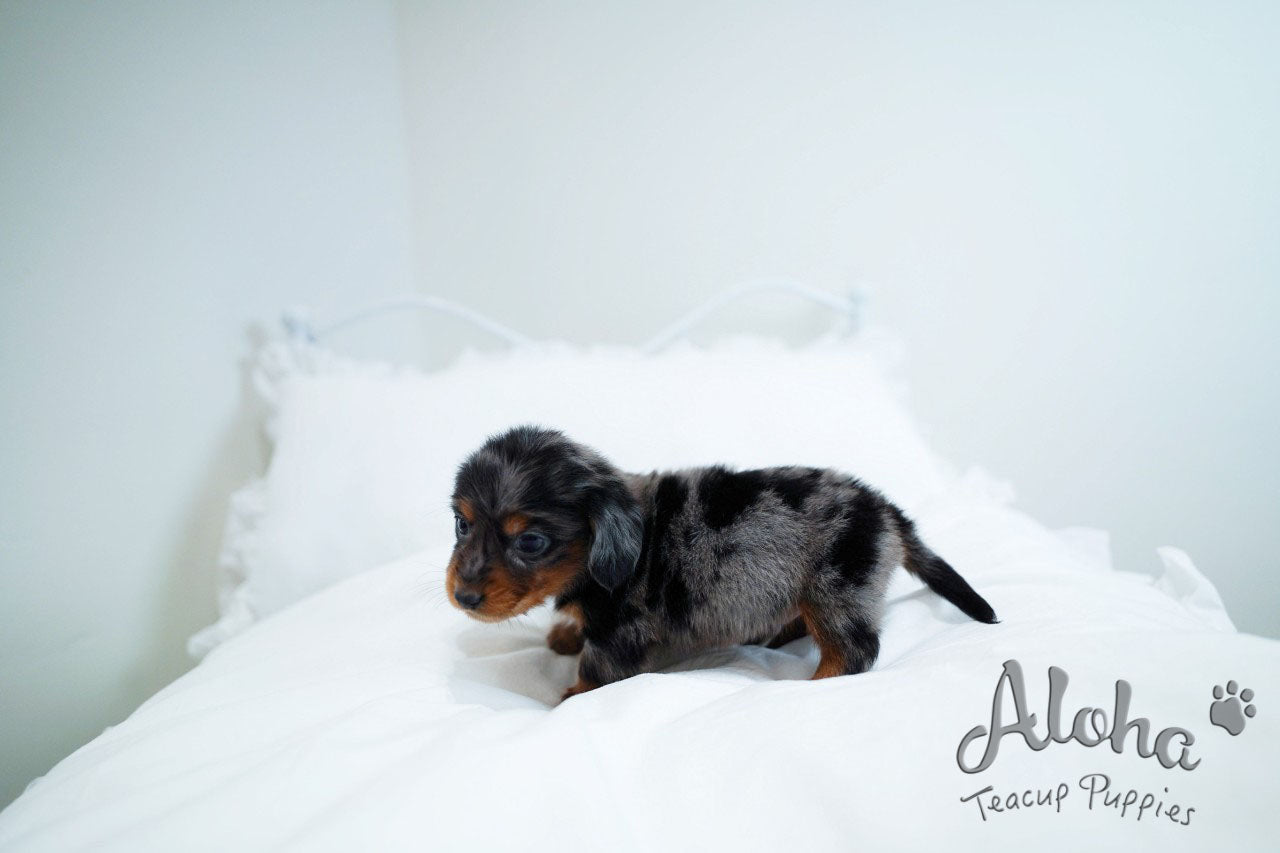 RAY [TEACUP DACHSHUND]