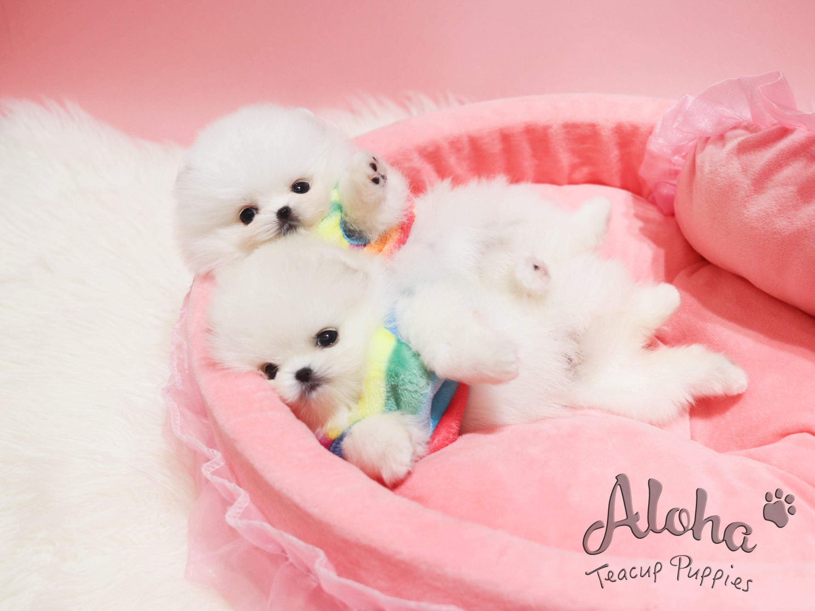 Dolce [TEACUP POMERANIAN]
