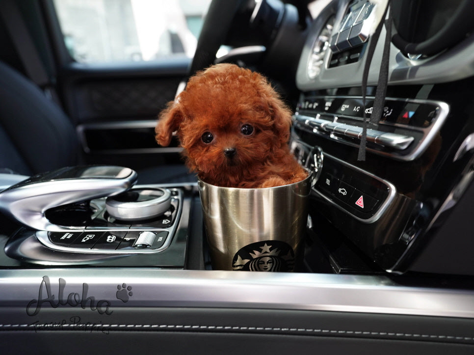 Buster [Micro POODLE]