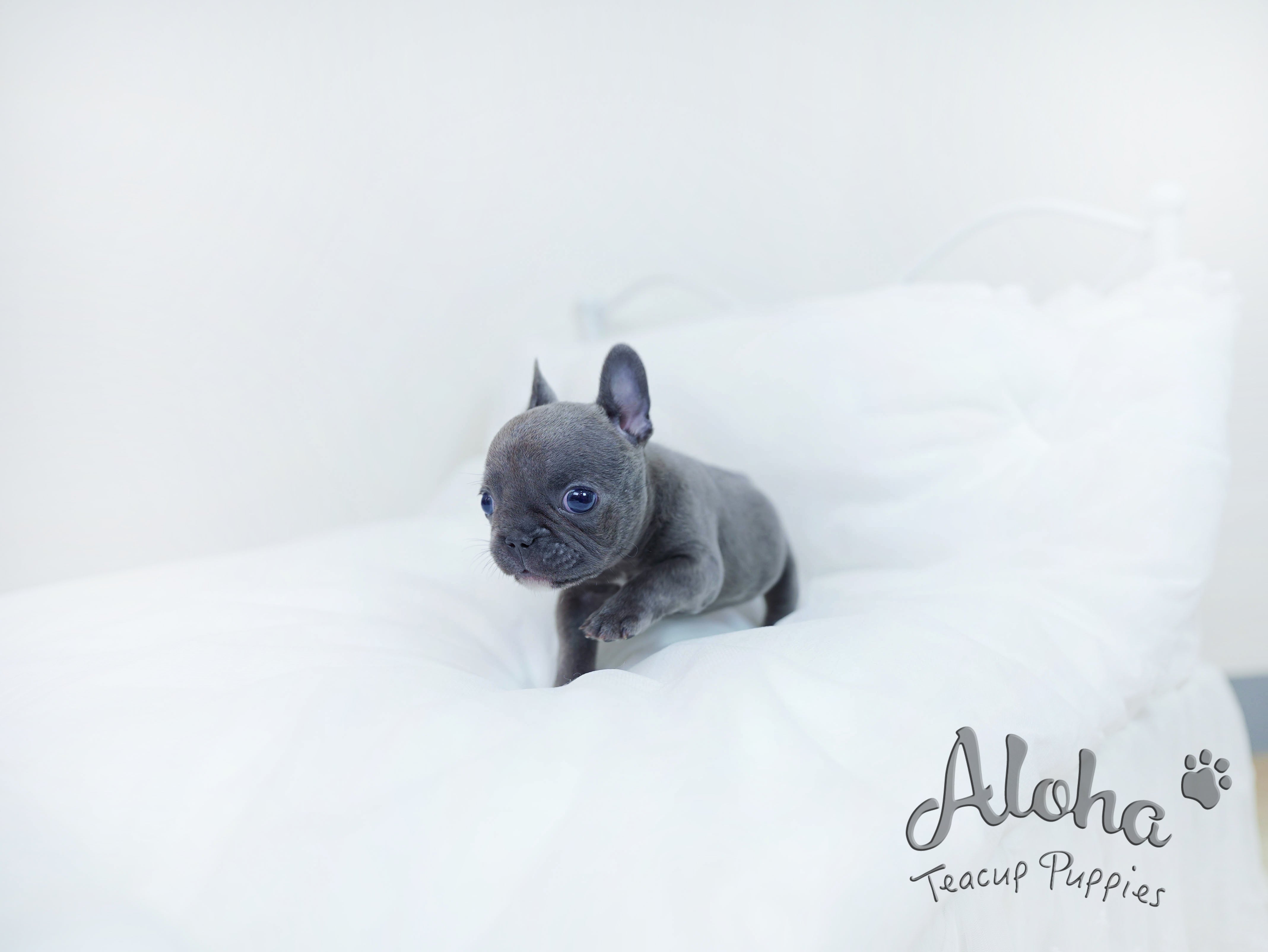 Bentley [TEACUP French]