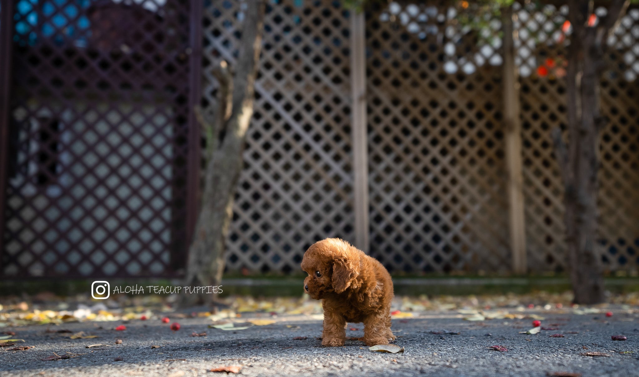 Bianca [TEACUP POODLE]